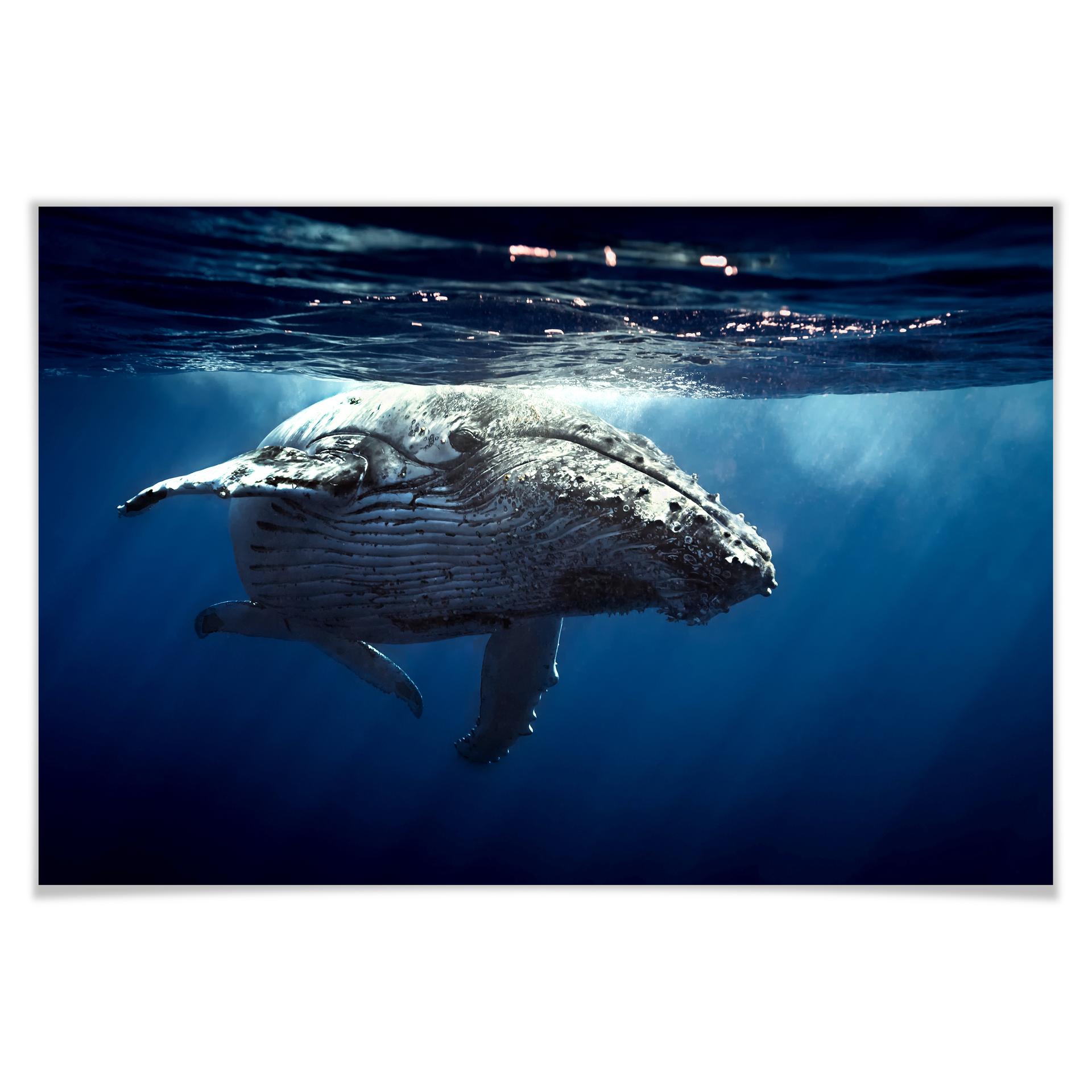 Poster - Baleine