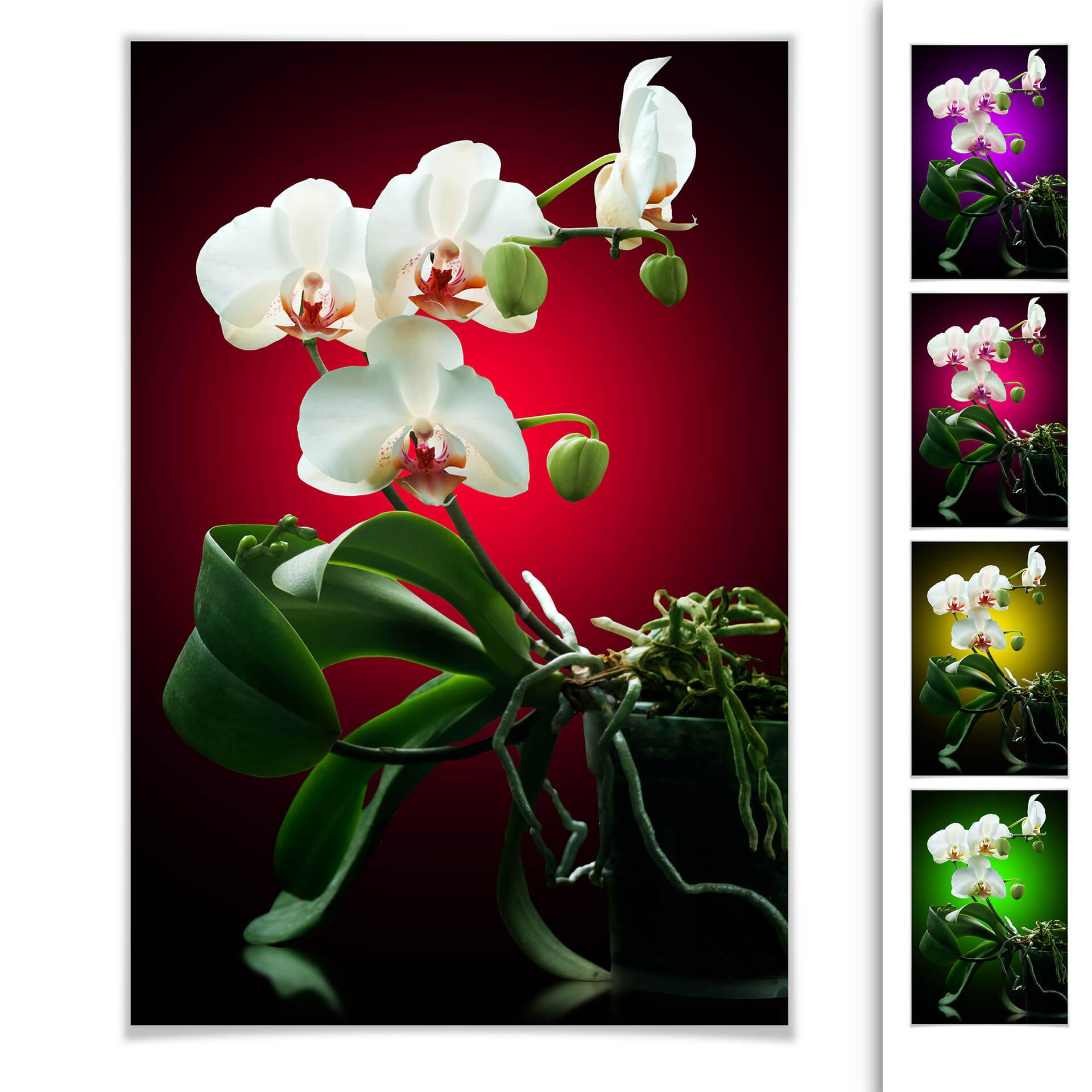 Poster - Floraison d'une orchidée