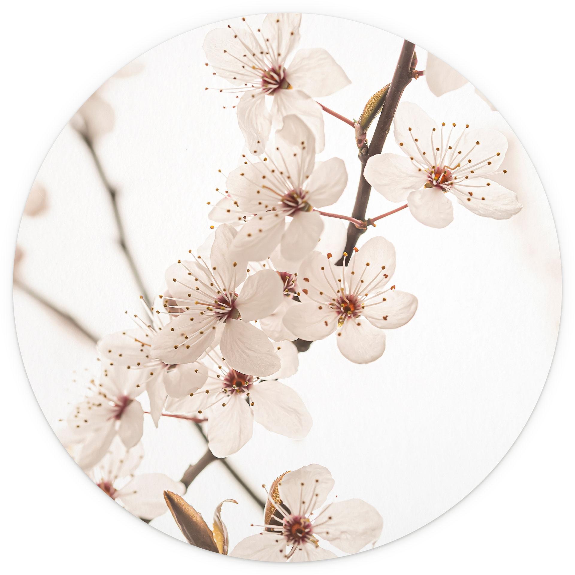 Fotobehang tak met witte kersenbloesems - Sisi & Seb - Rond