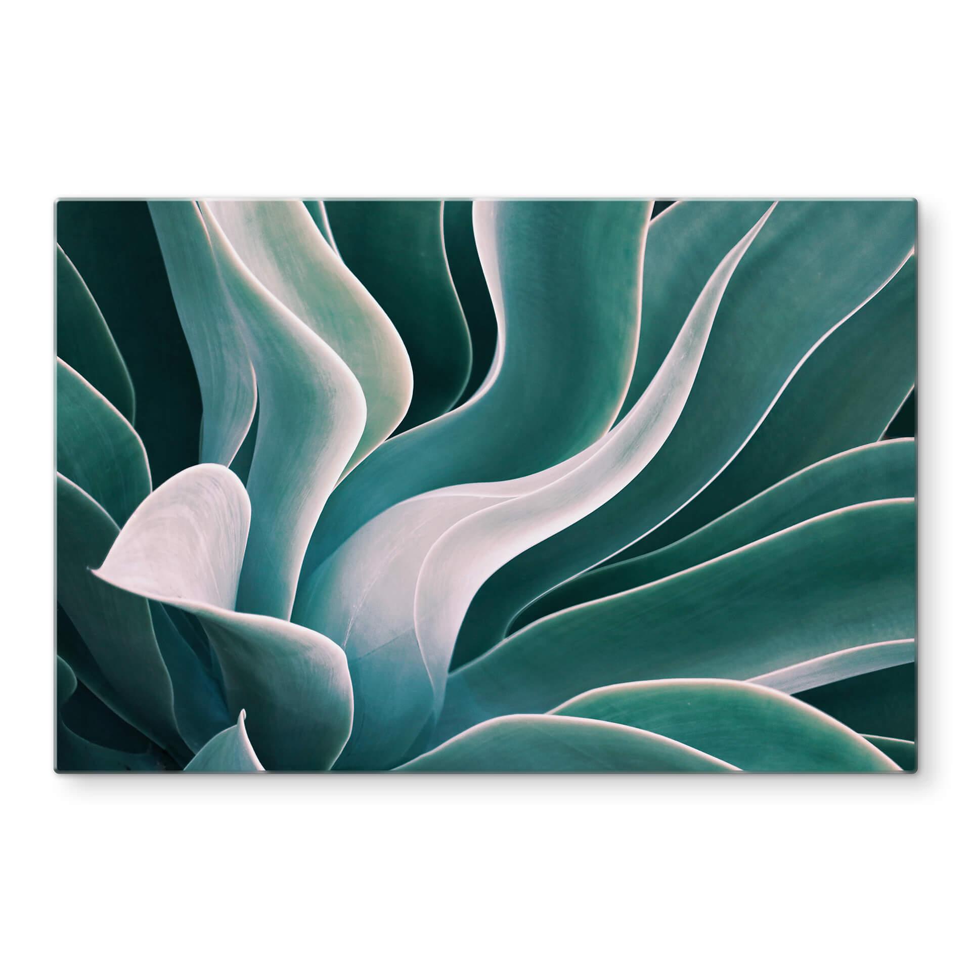 Spatscherm Wechsler - Agave in het Ochtendlicht