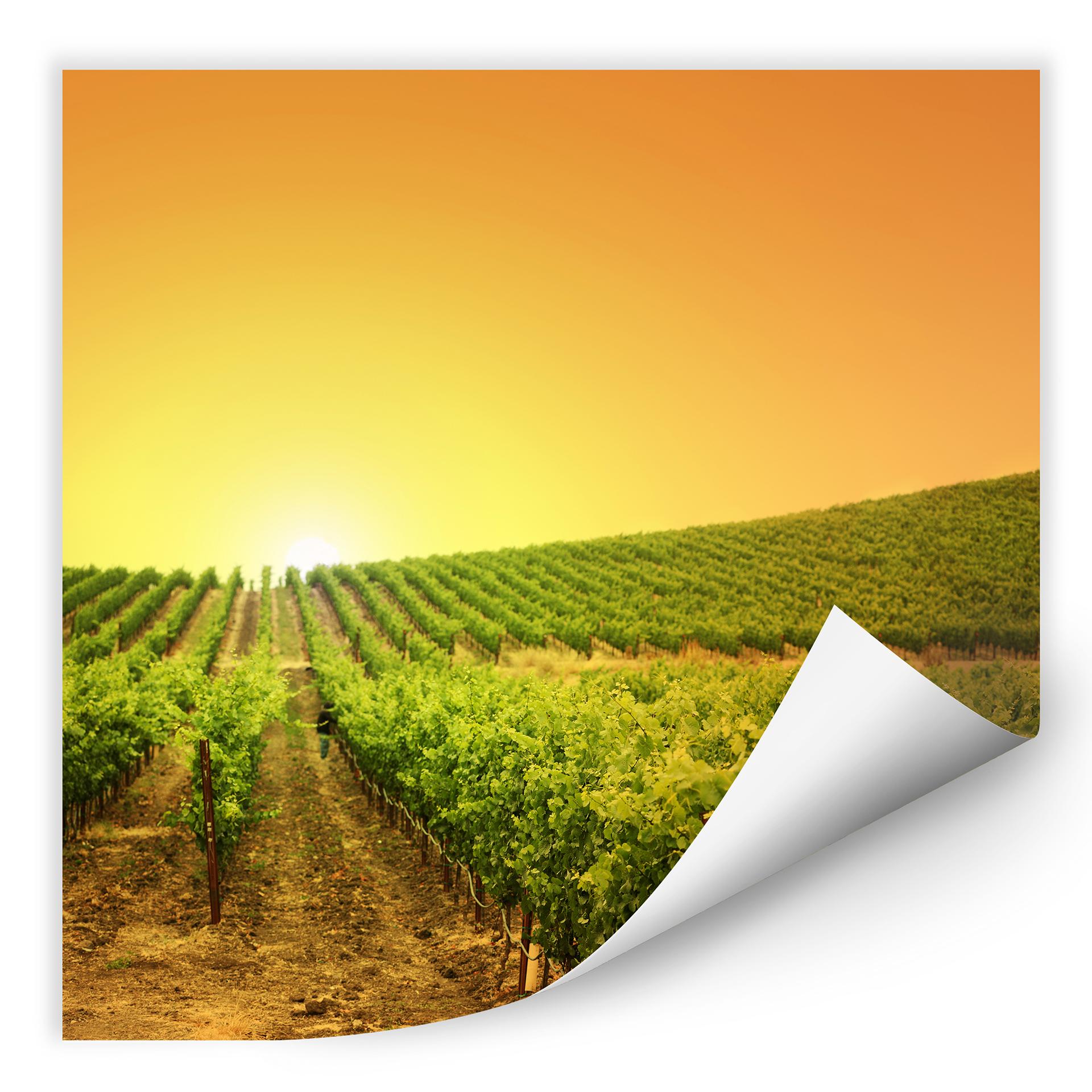 Wallprint Sonnenuntergang im Weinberg