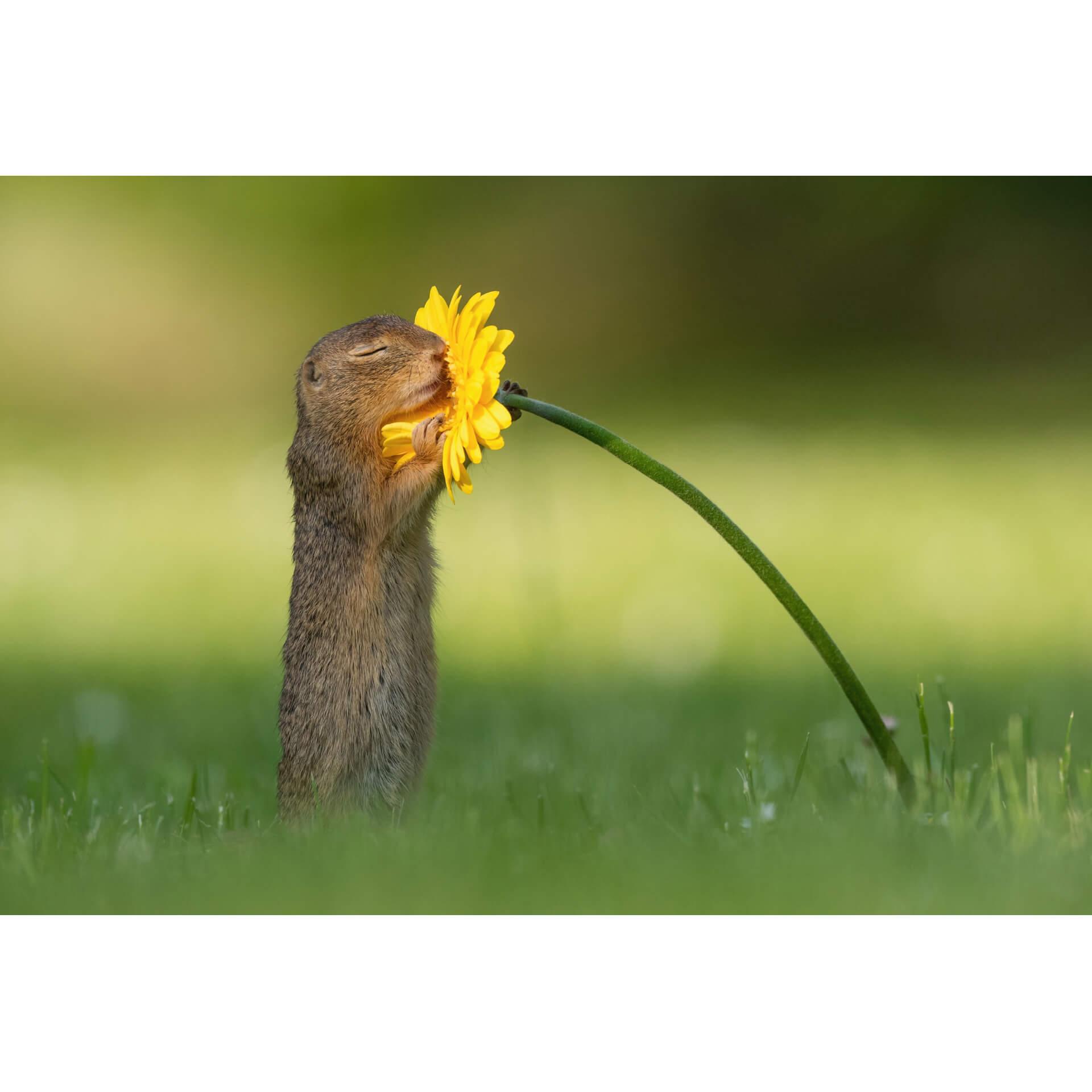 Fotobehang Dick van Duijn - Eekhoorn met Bloem
