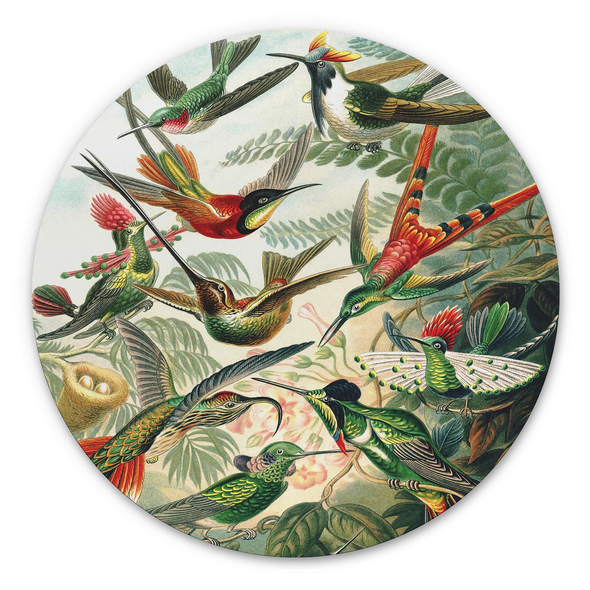 Wandcirkel Haeckel - Kolibries