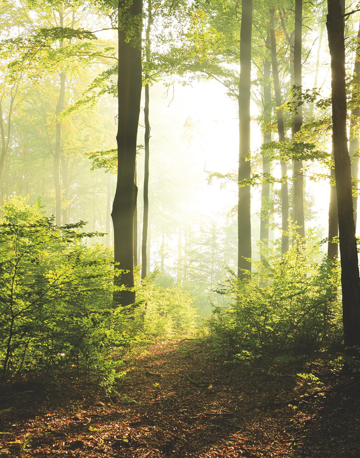 Bos bij zonsondergang behang Fotobehang Groen,Bloem 2,70 x 2,12 m