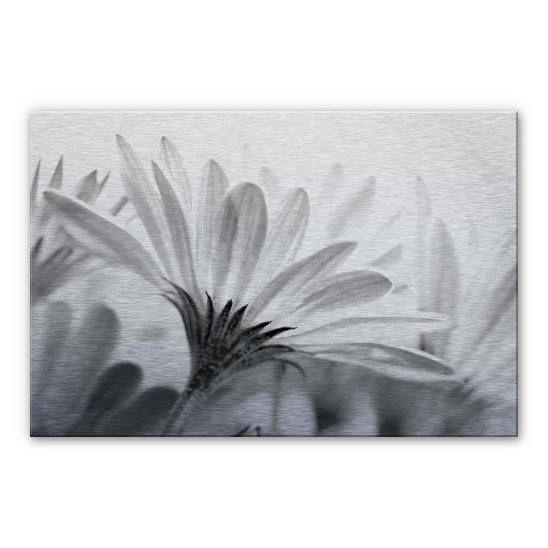 Detaljeret marguerit - aluminiums print – print på aluminium (Alu-Dibond)