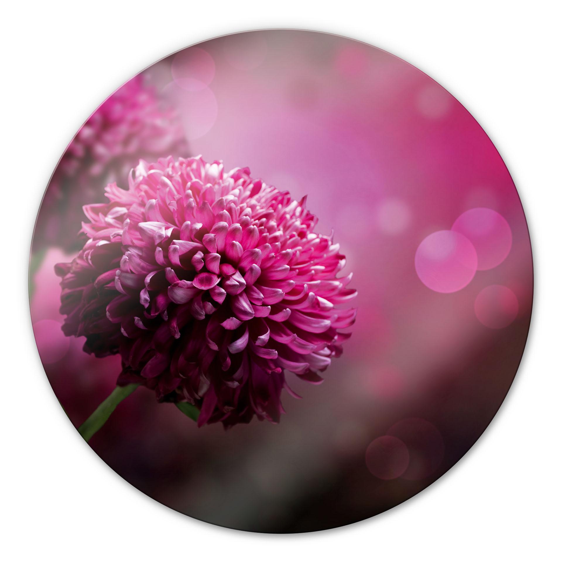 Tableau en verre - Dahlia rose - Rond