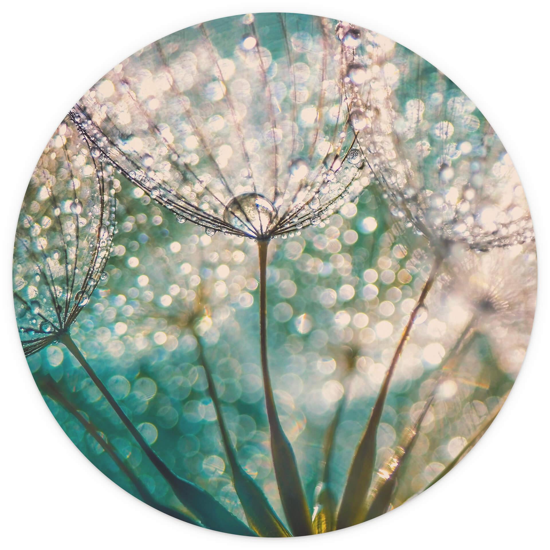 Behangcirkel Delgado - Glowing Dandelion - vliesbehang/zelfklevend vliesbehang