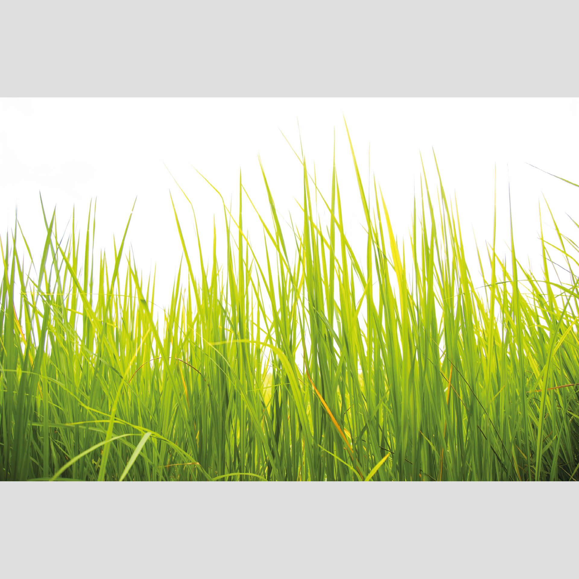 Fotobehang Hoog gras