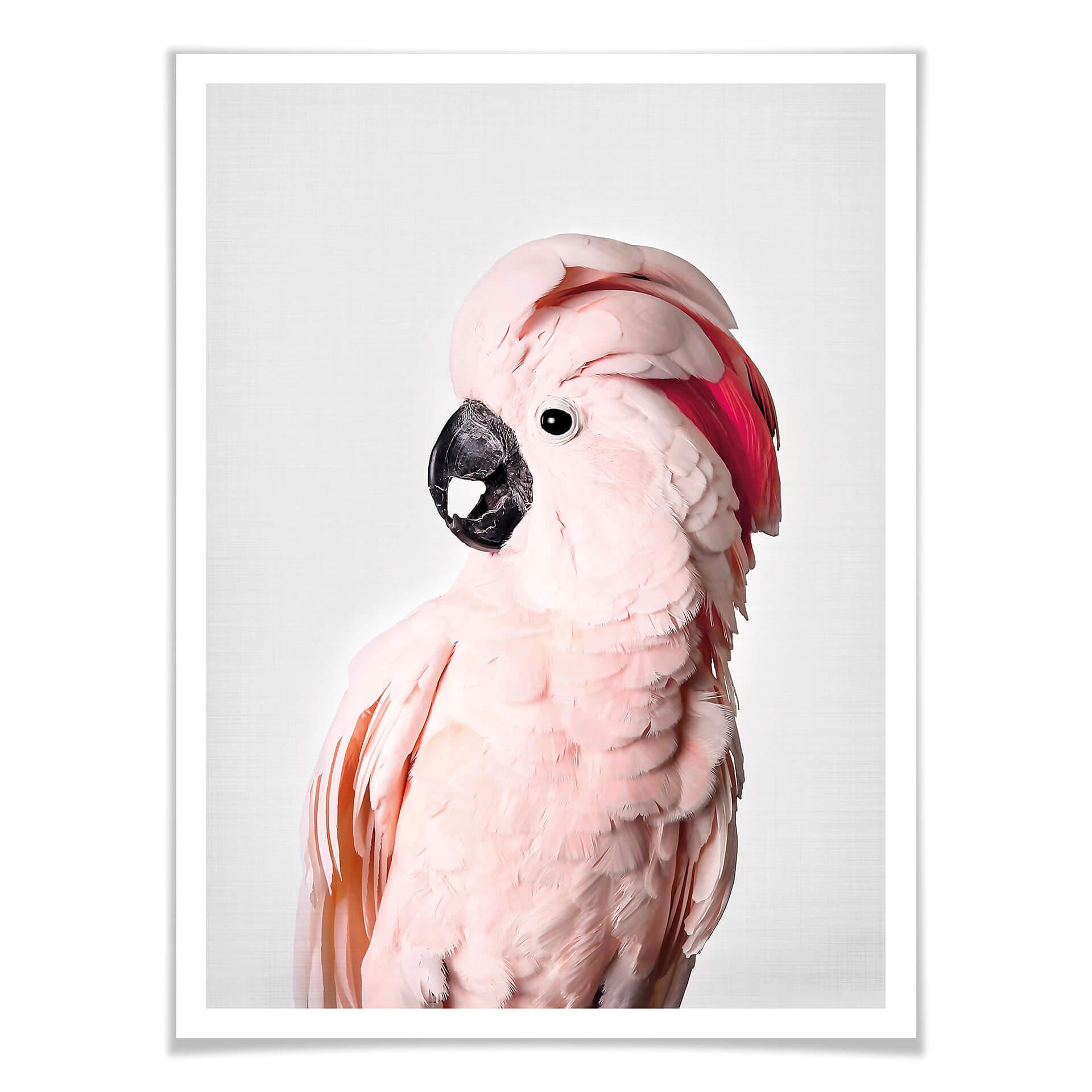 Plakat - Sisi & Seb - Rosa kakadue
