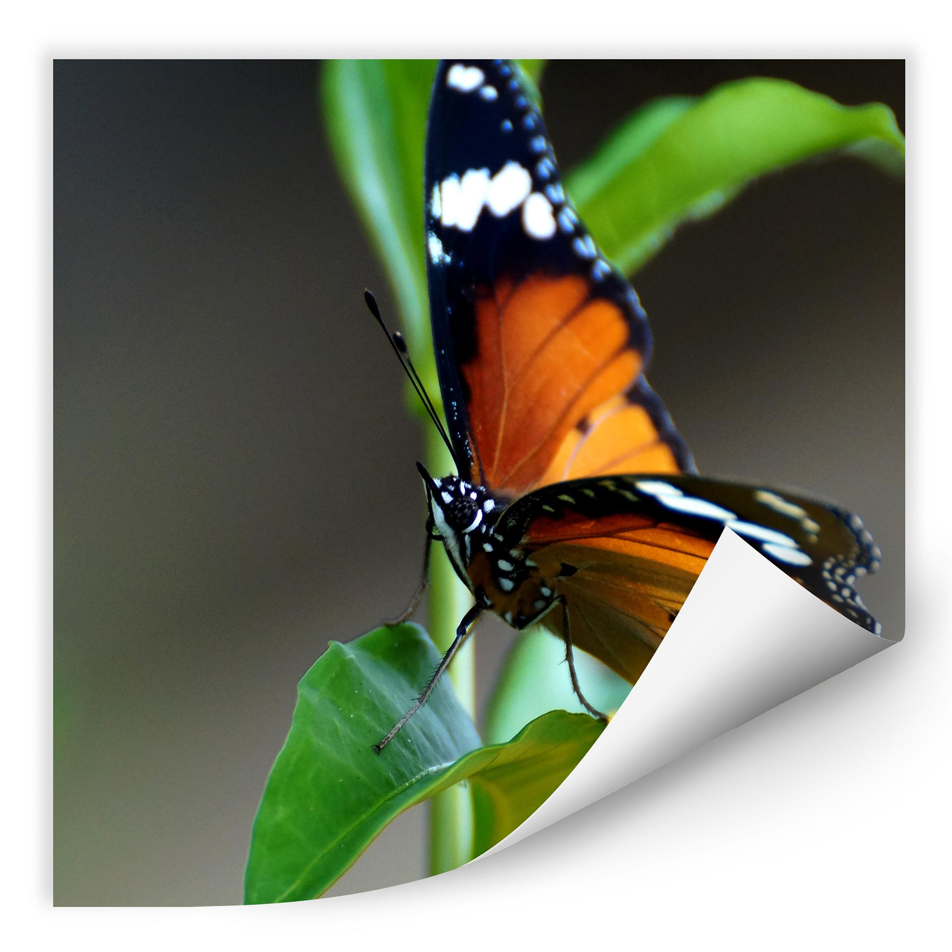 Zelfklevende Poster - Little Butterfly