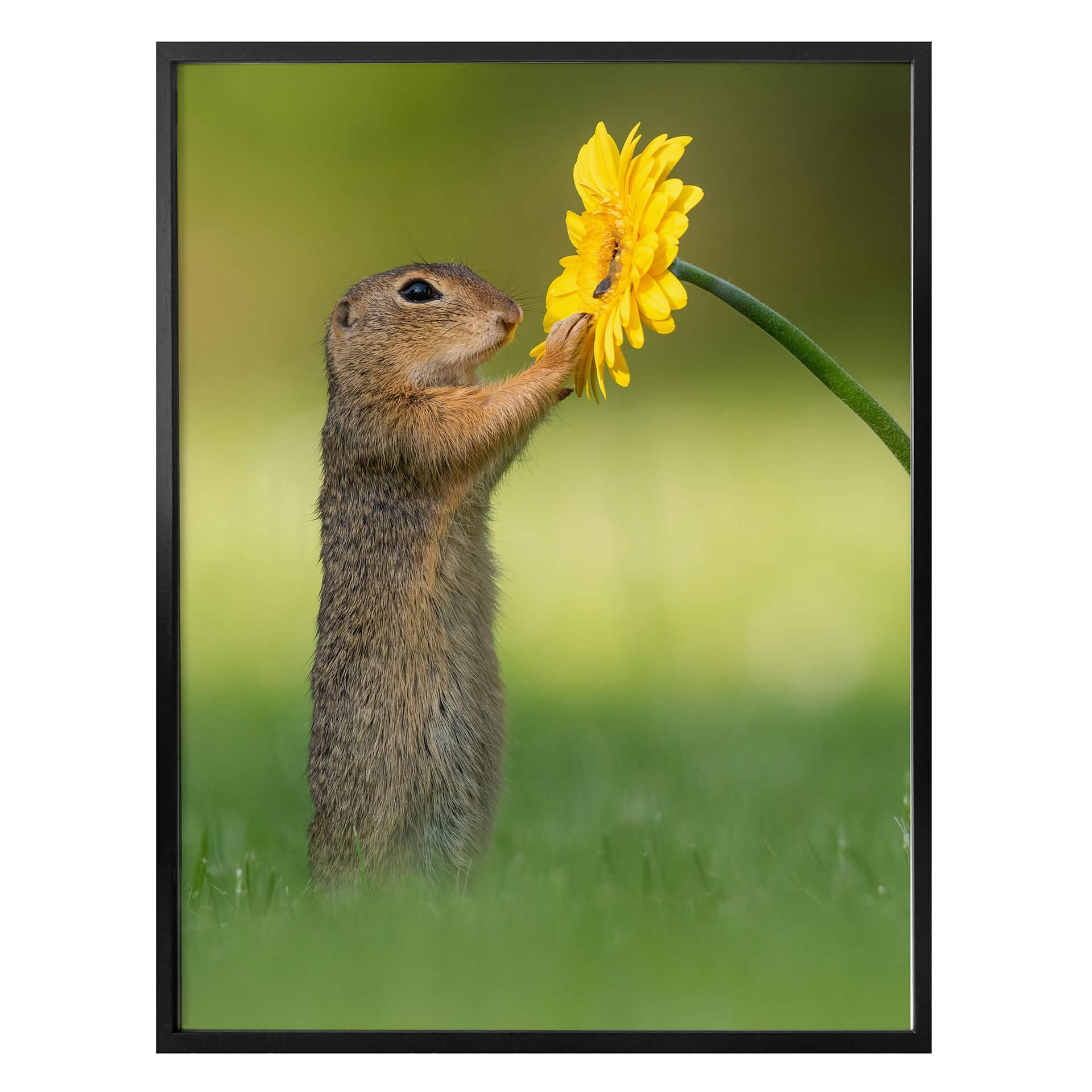 Plakater van Duijn - Egern med blomst