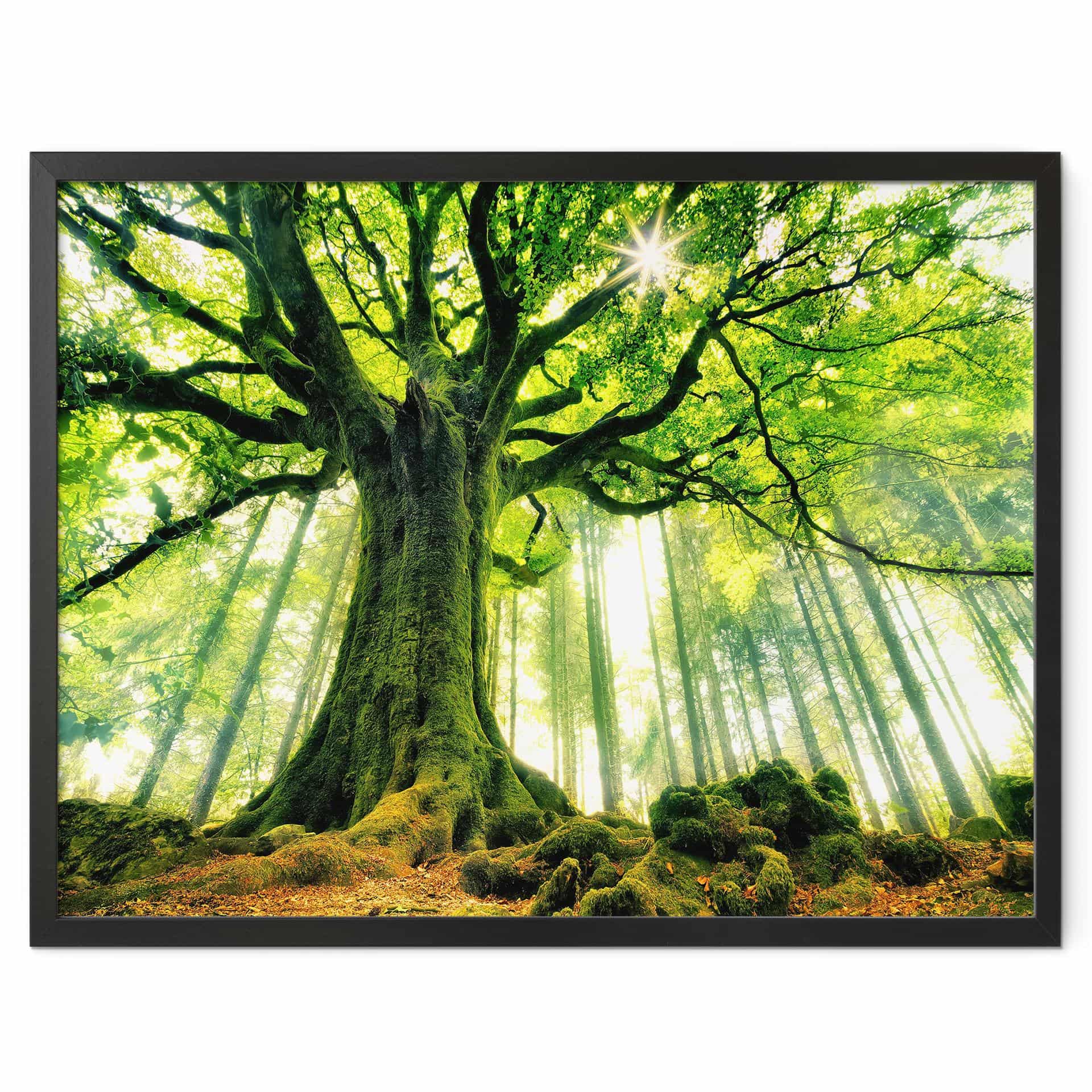 Poster - Kiciak - Forêt enchantée