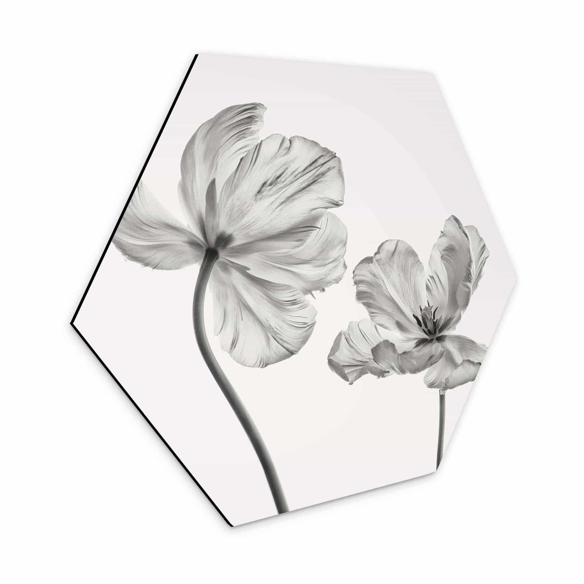 Hexagon Dibond Grønkjær - Tulpen