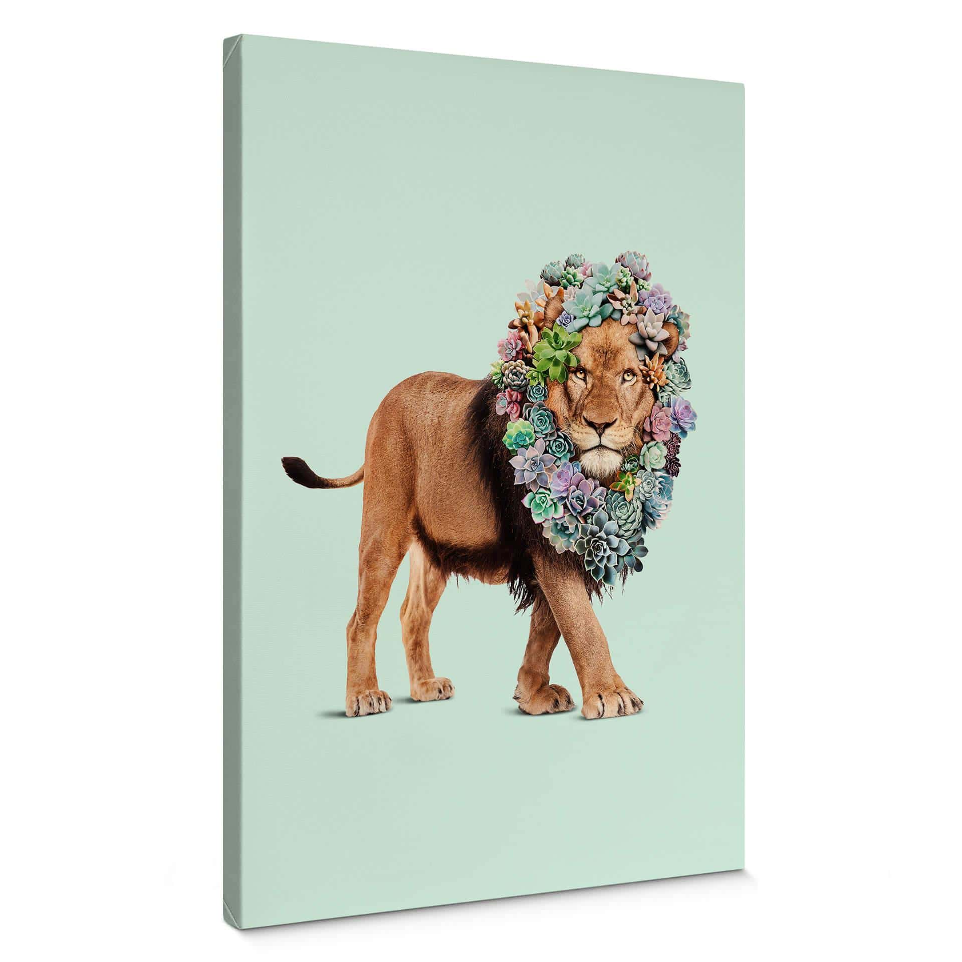 Leinwandbild Loose - Succulent Lion