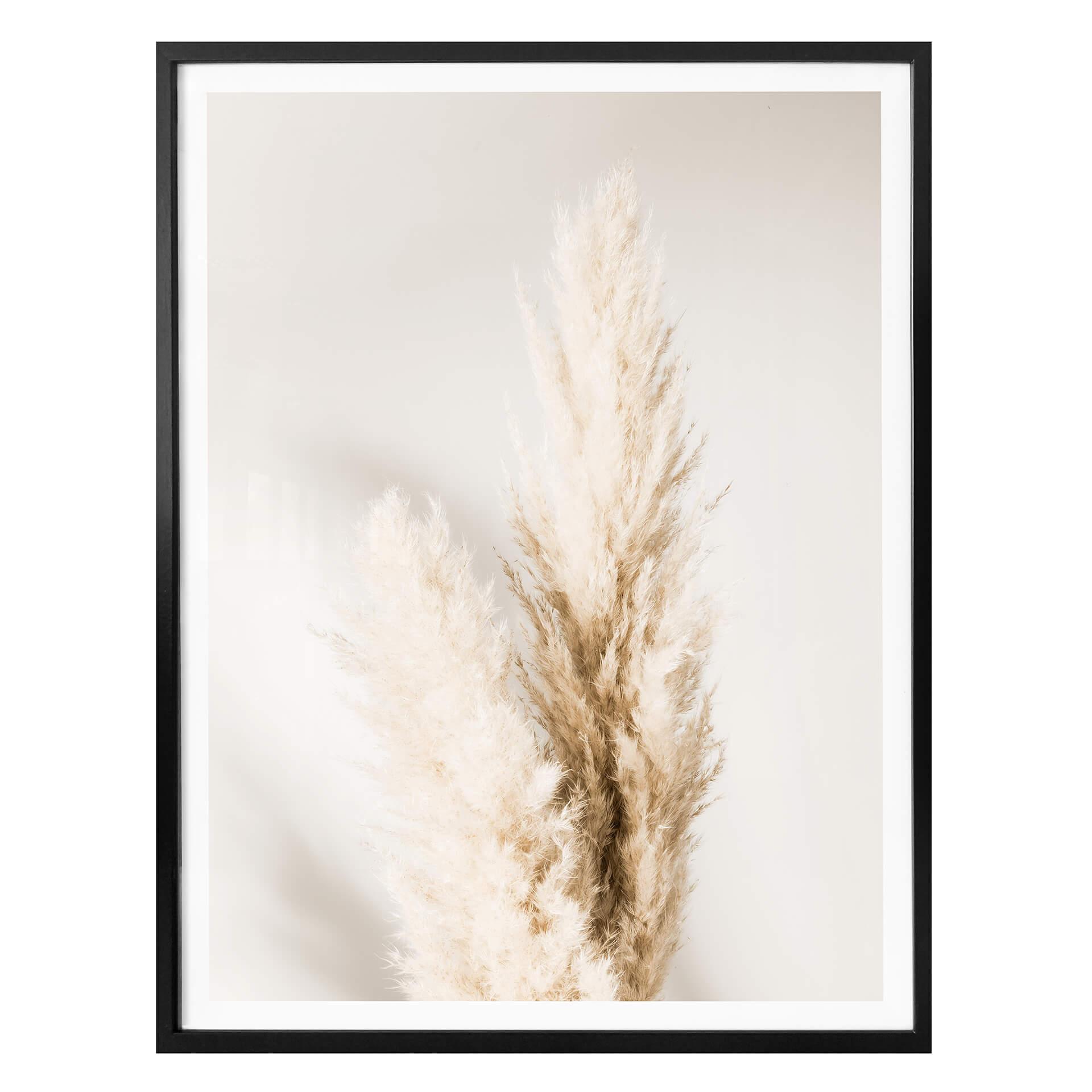 Plakat - 1X Studio - Pampasgrass