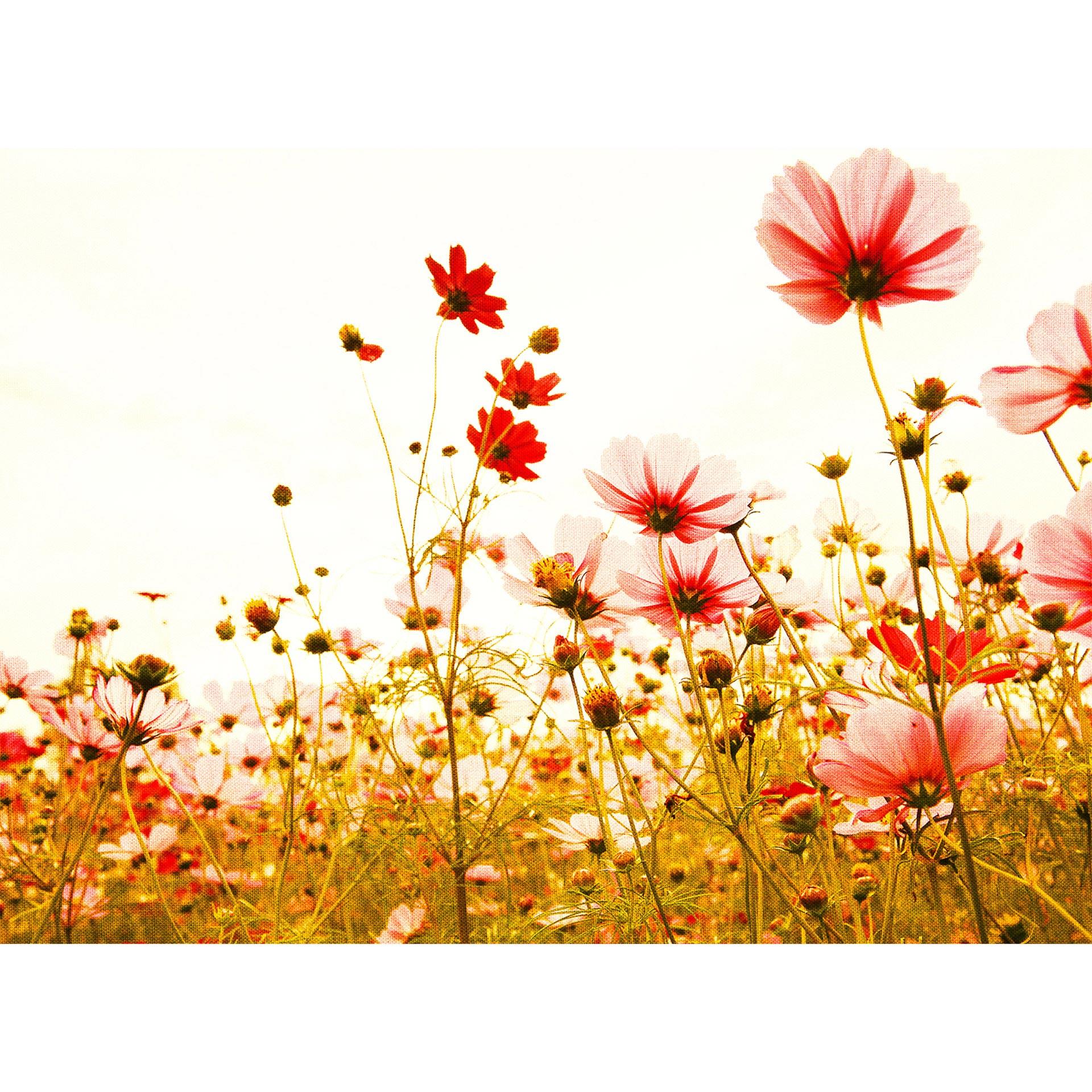Livingwalls Fotobehang Designwalls Flower Meadow