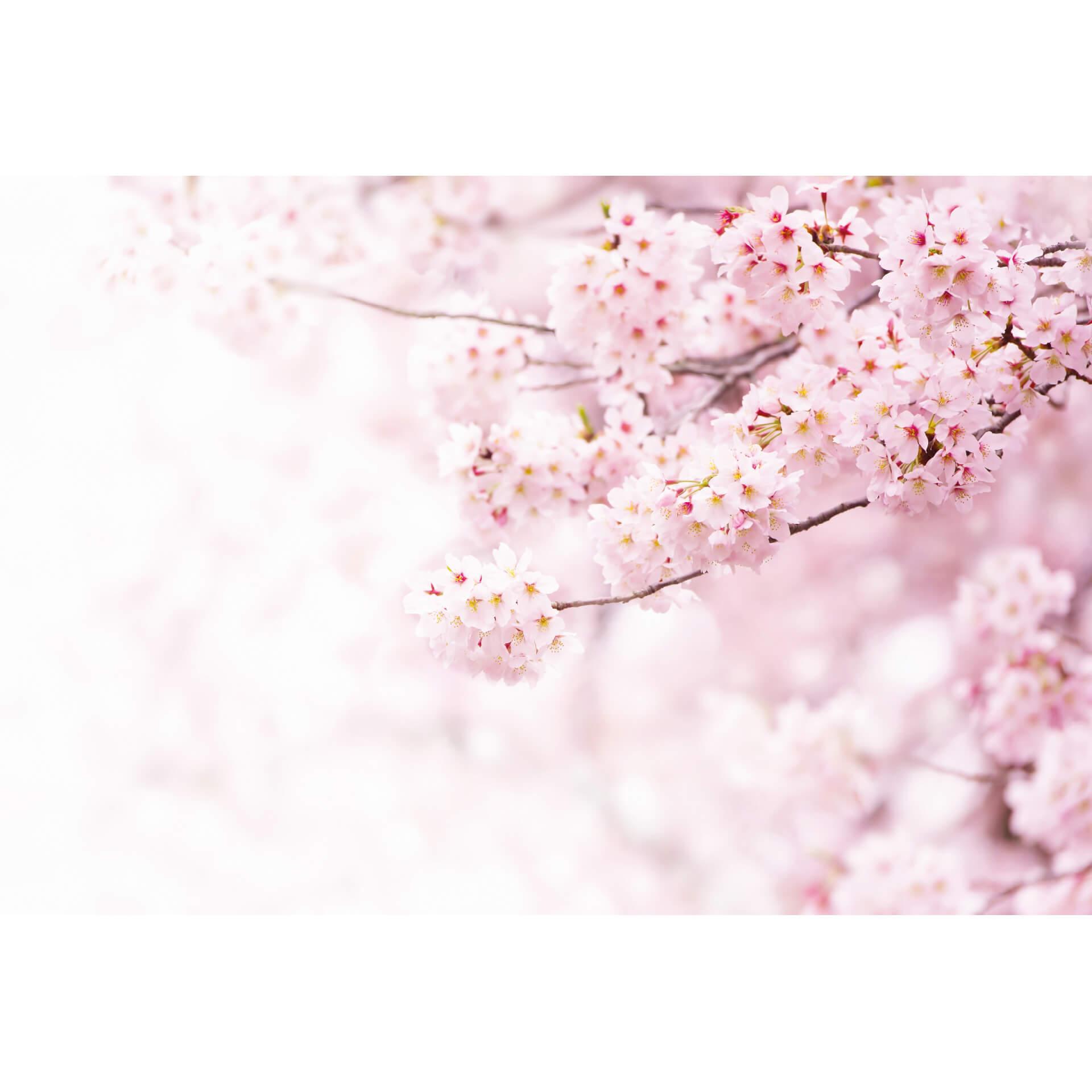 Fotobehang Delicate Flowers