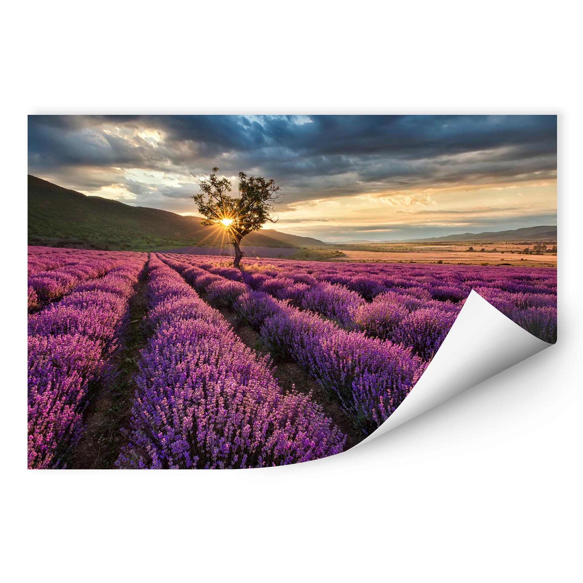 Zelfklevende Poster Lavendel in de Provence