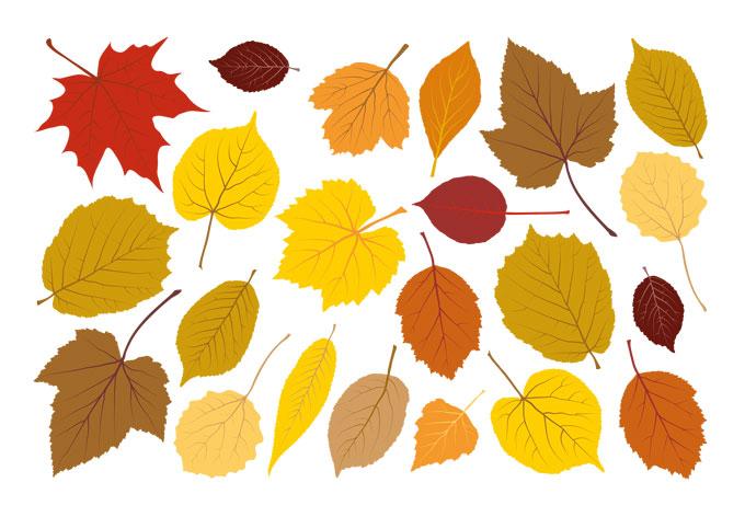 Cuadro de ventana hojas otoño 01