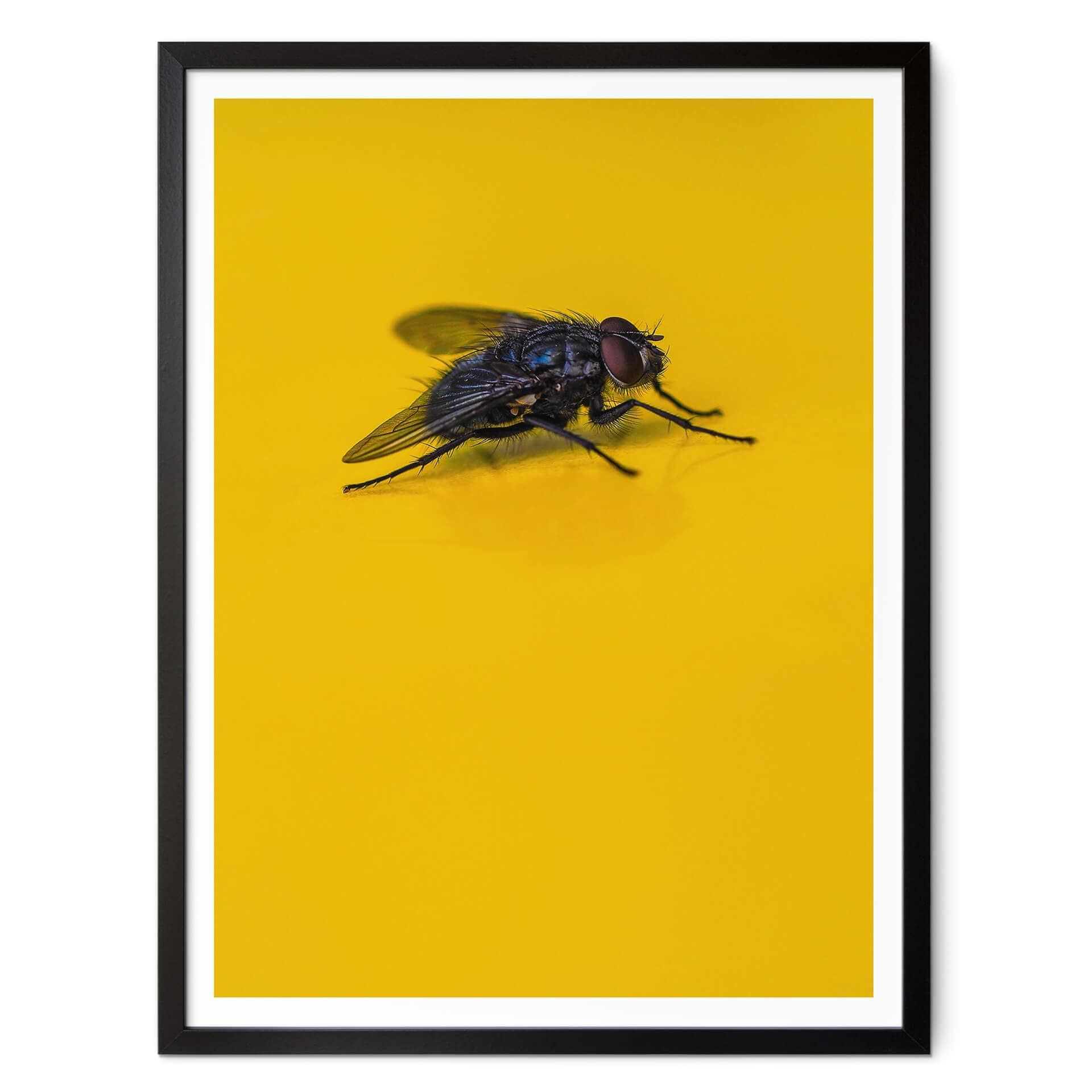 Poster Brown - Husfluga på gult