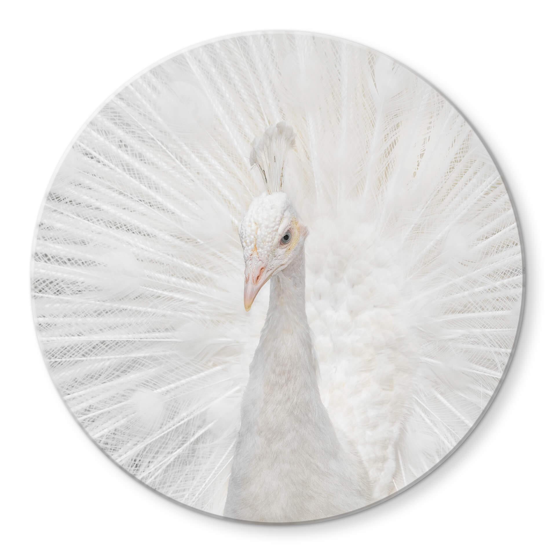 Tableau sur verre Fegari - Paon blanc - Rond