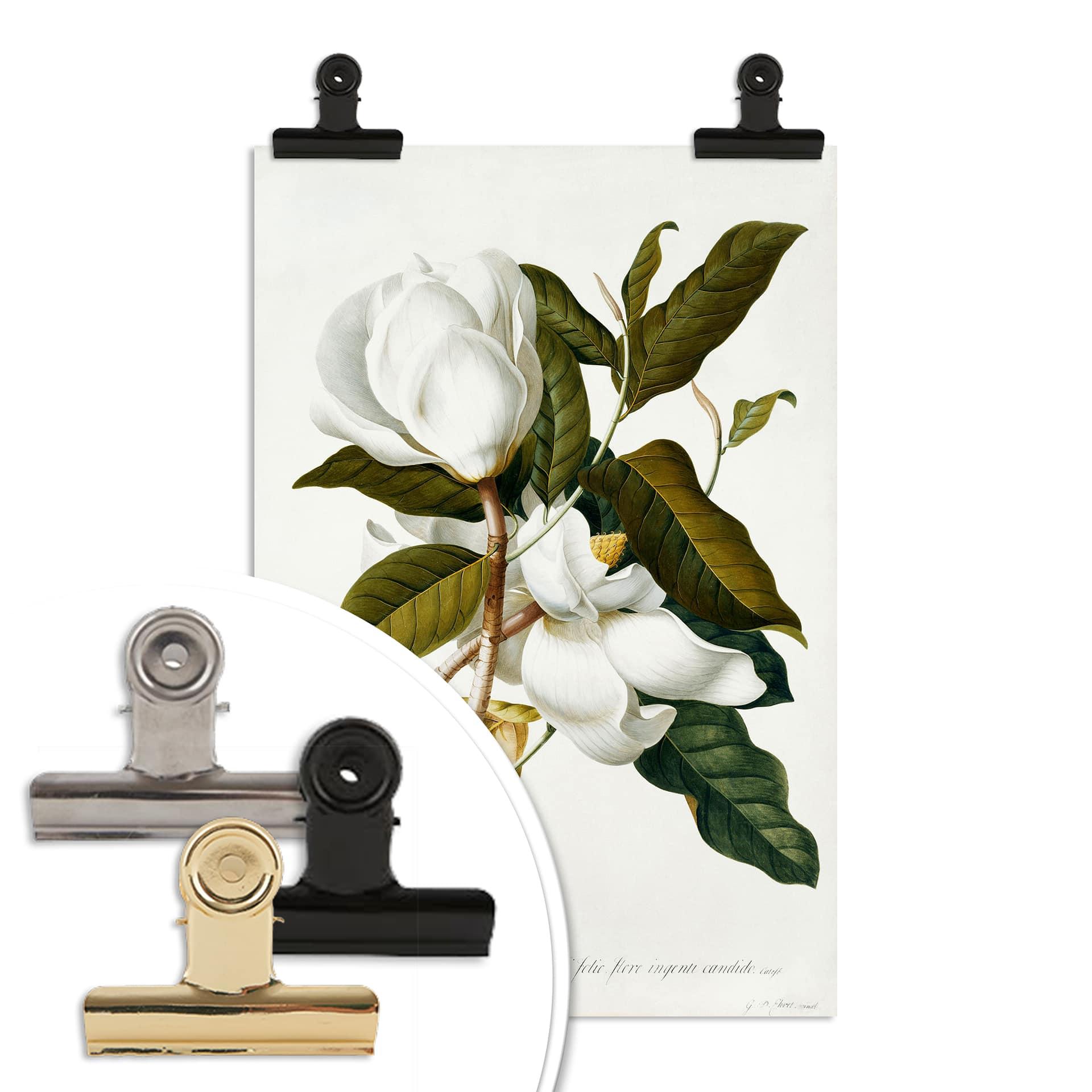 Poster Ehret - Magnolia
