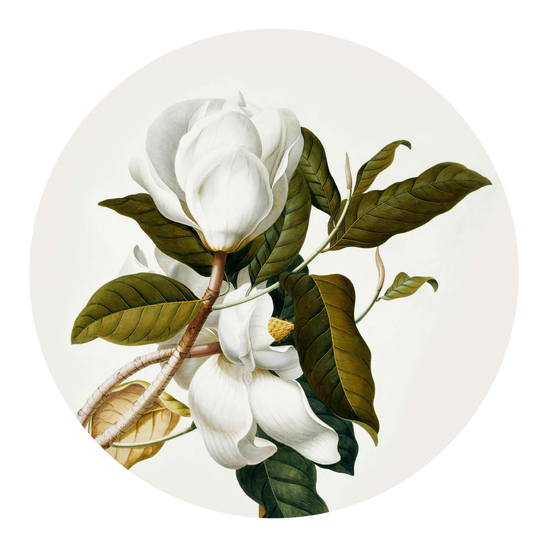 Wandtattoo Ehret - Magnolie - rund