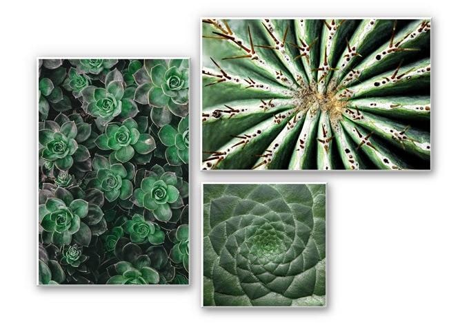 Wanddecoratie Vetplanten (set van 3)