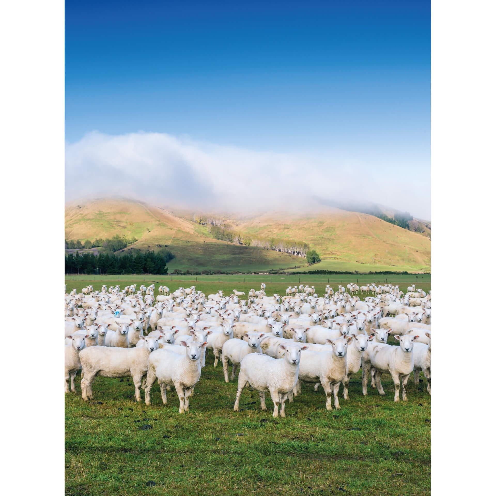Fotobehang Colombo - Schapen in Nieuw Zeeland