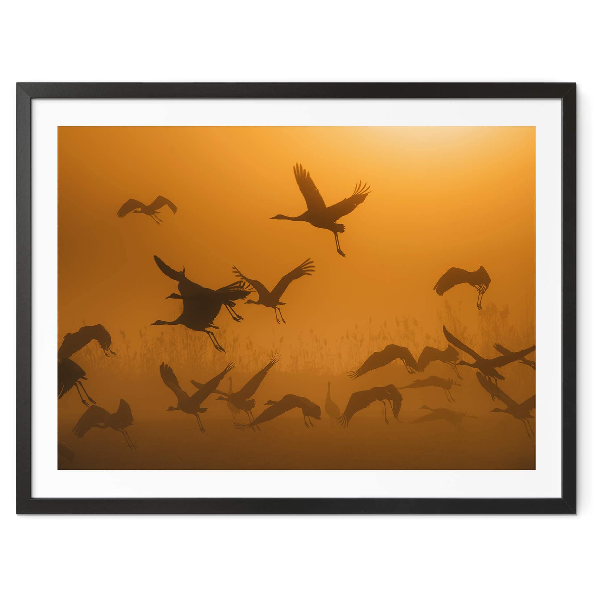 Poster Rosenblatt - Nuée d'oiseaux à l'aube