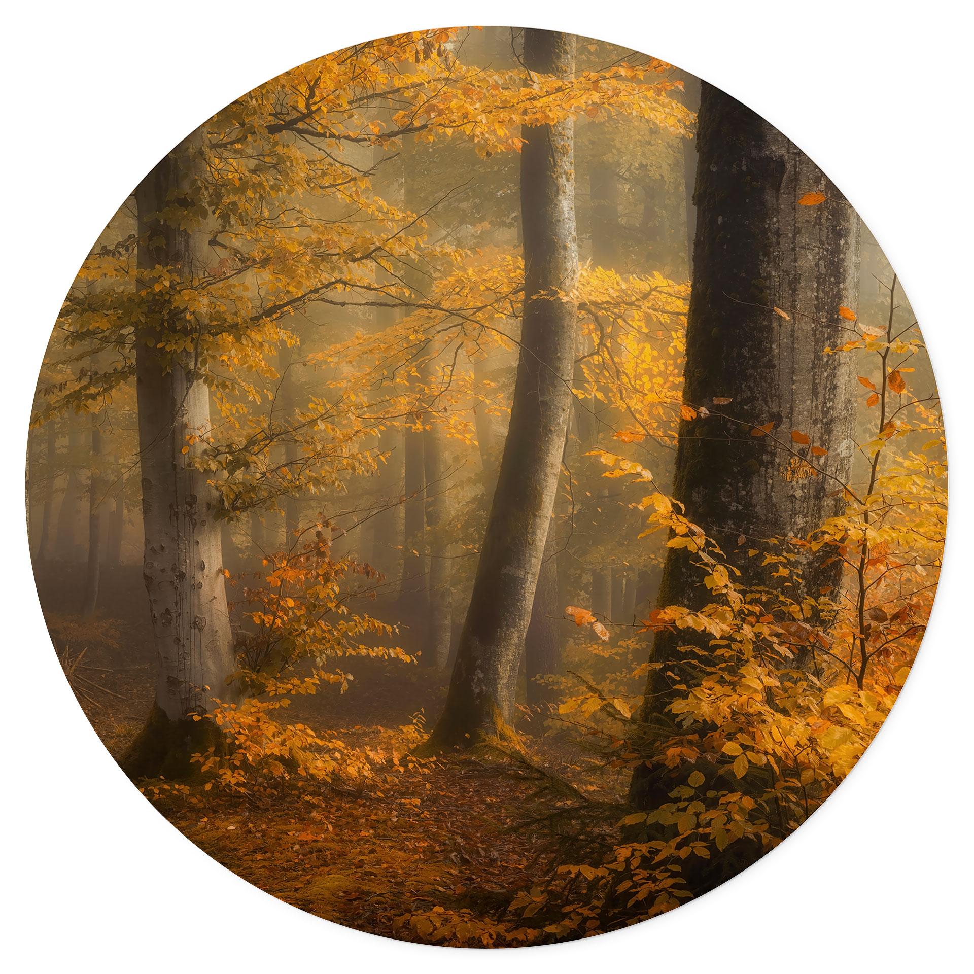 Vinilo decorativo Hojas doradas en un bosque brumoso - Maier - Redondo