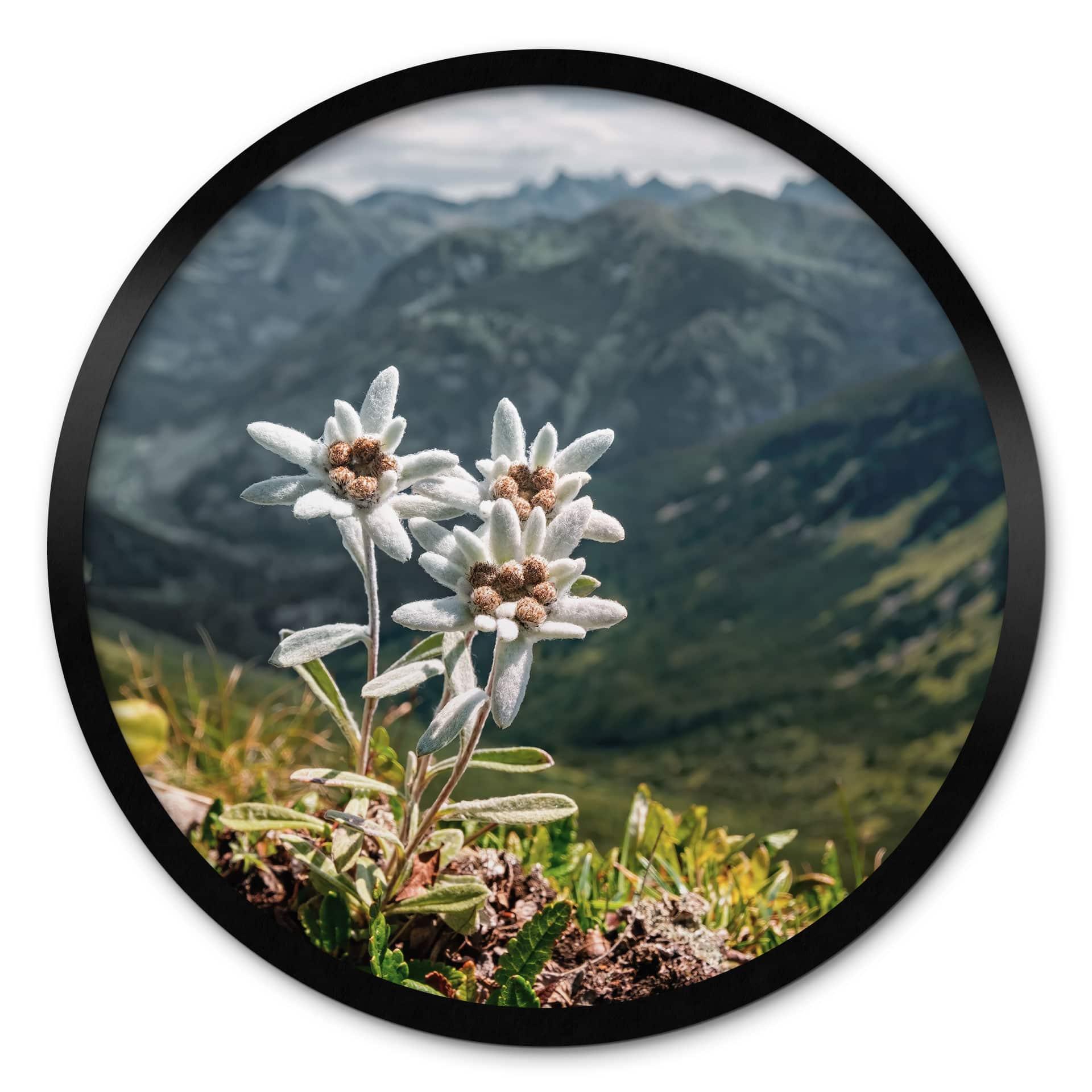 Plakat Hvid alpin edelweiss på bjerget