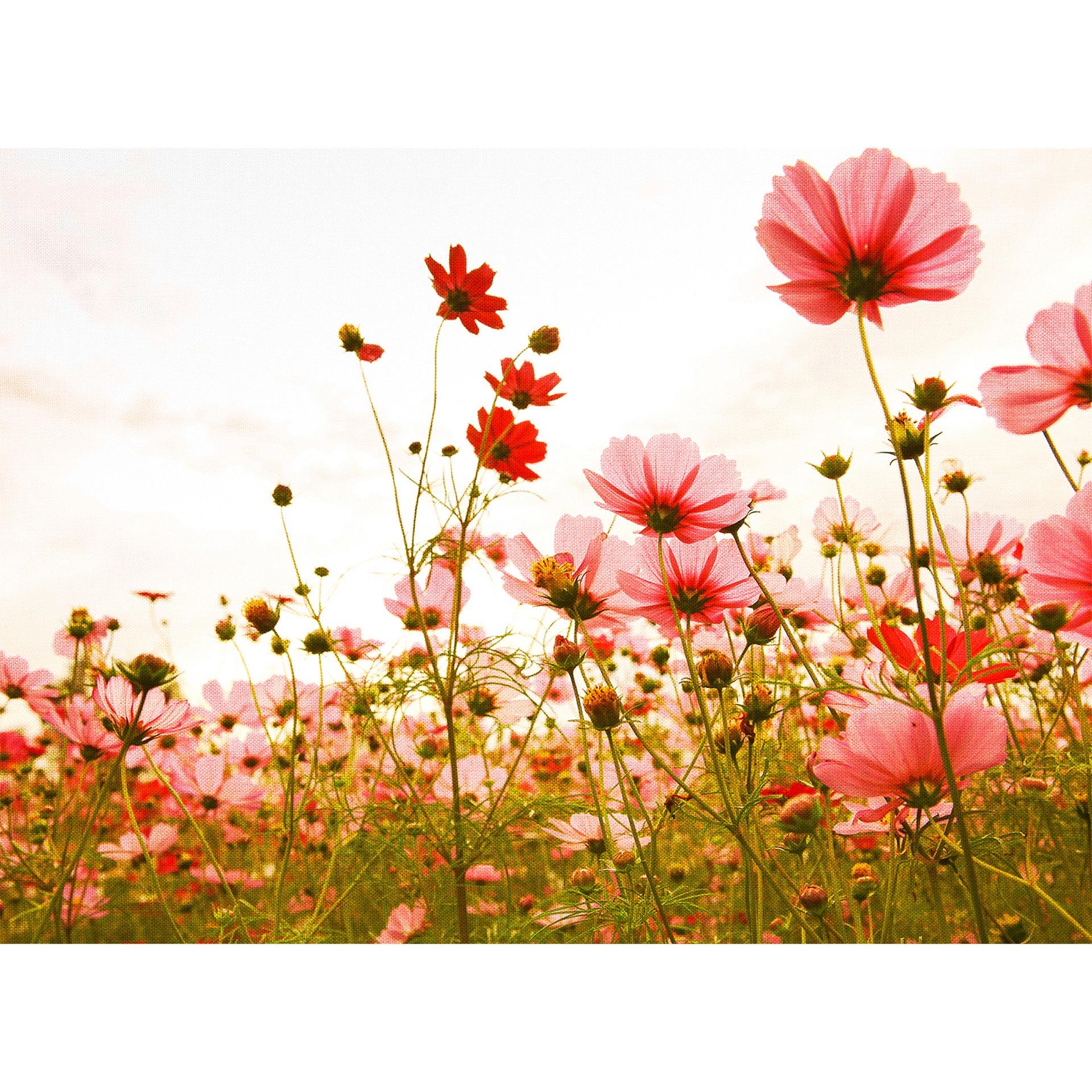 Livingwalls Fotobehang Designwalls Flower Meadow