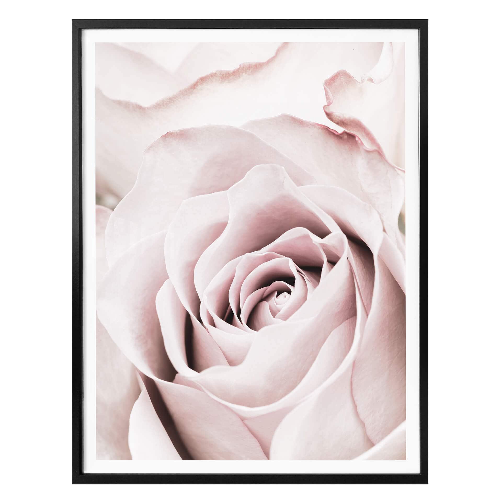 Plakat - 1X Studio - Rose