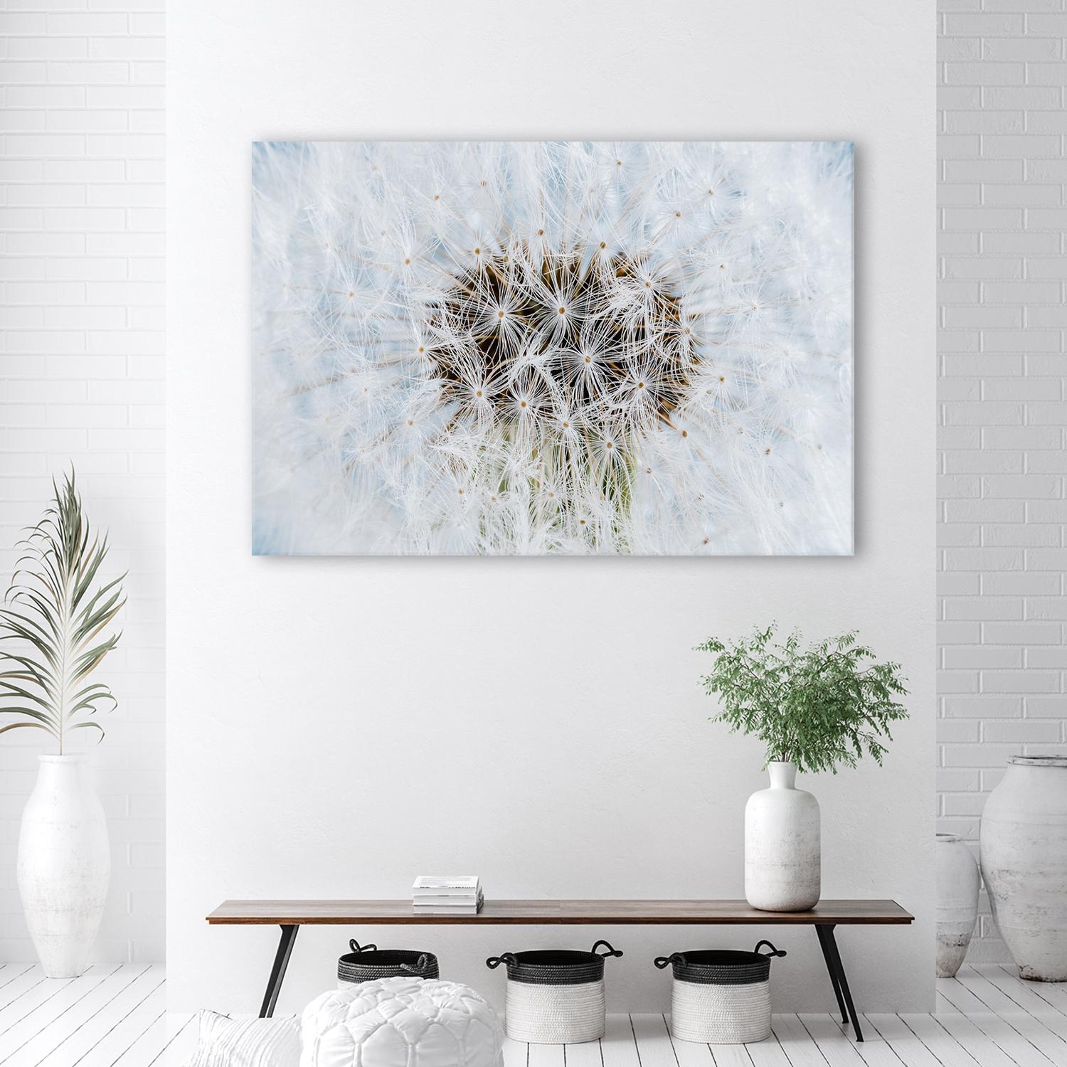 Canvasbillede, Hvide mælkebøtteplanter
