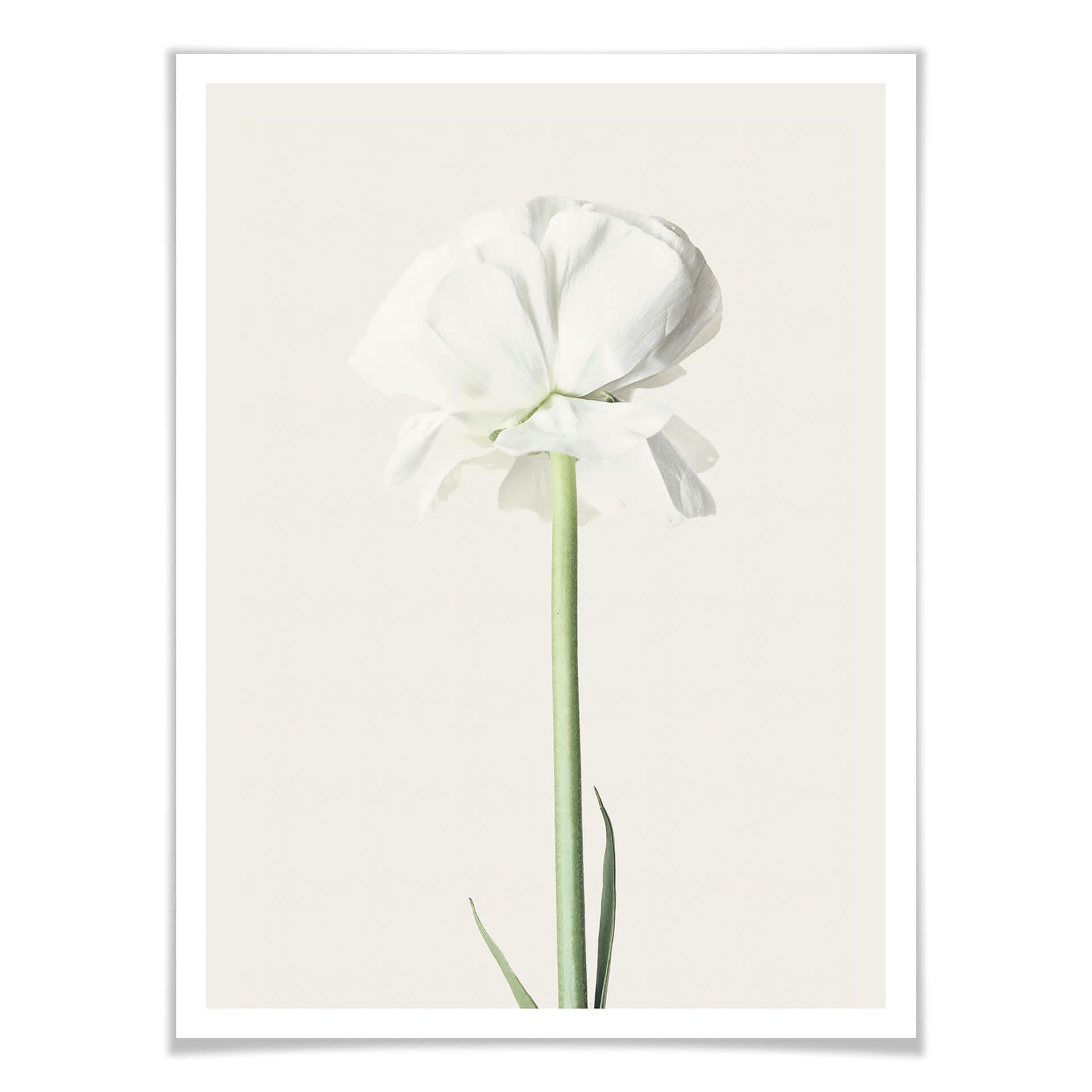 Plakat - Ranunkel 03