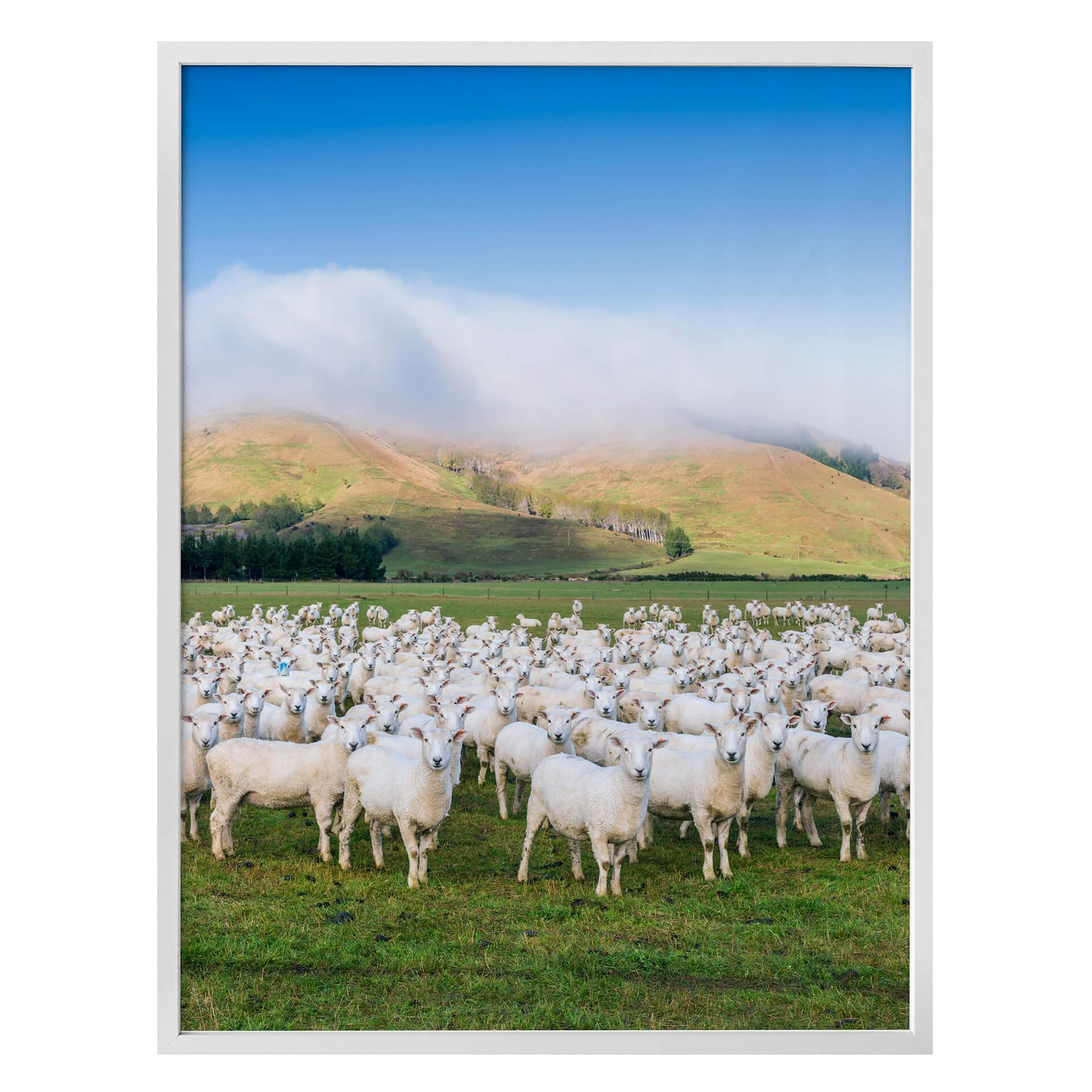 Poster Colombo - Fårflock i Nya Zeeland