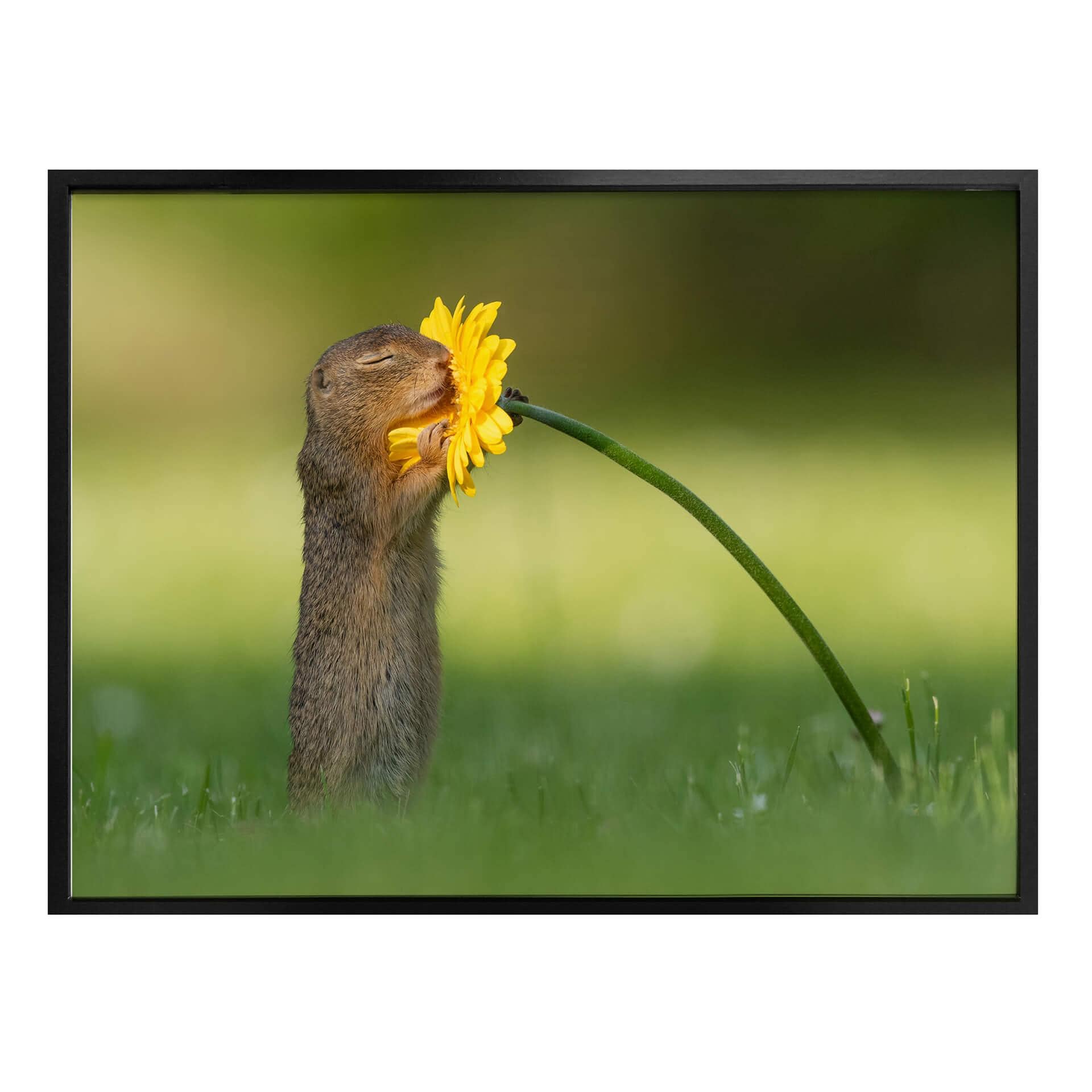 Plakat - van Duijn - Egern dufter til blomst
