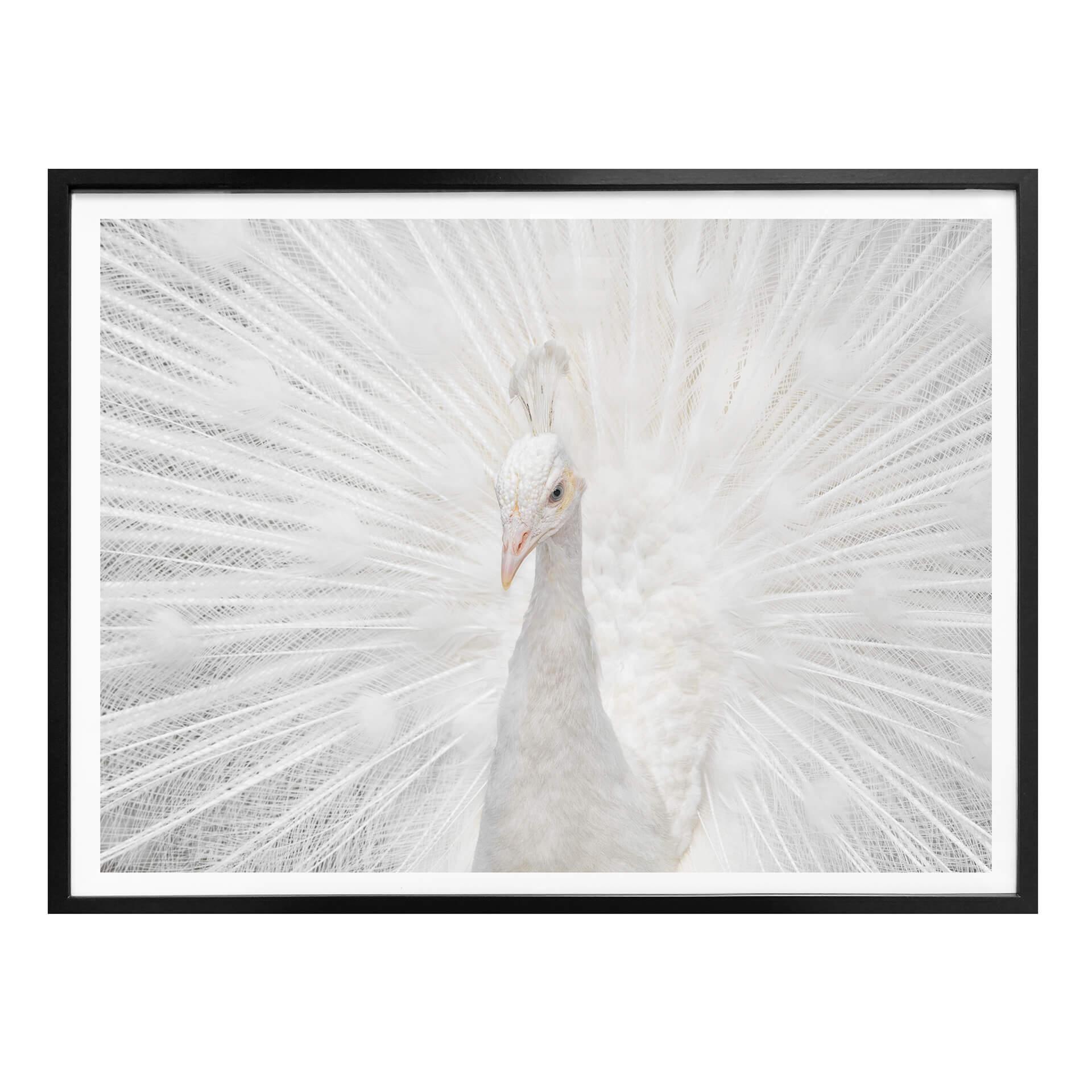 Póster Fegari - Pavo real blanco