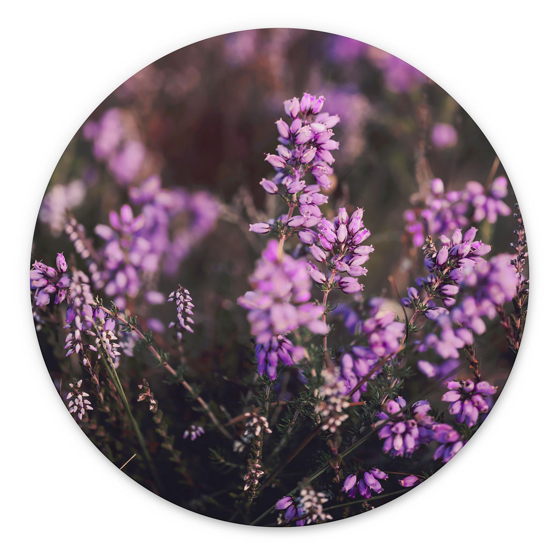 Billede af lilla lyngblomst i varmt lys - Annie - rund – print på aluminium (Alu-Dibond)
