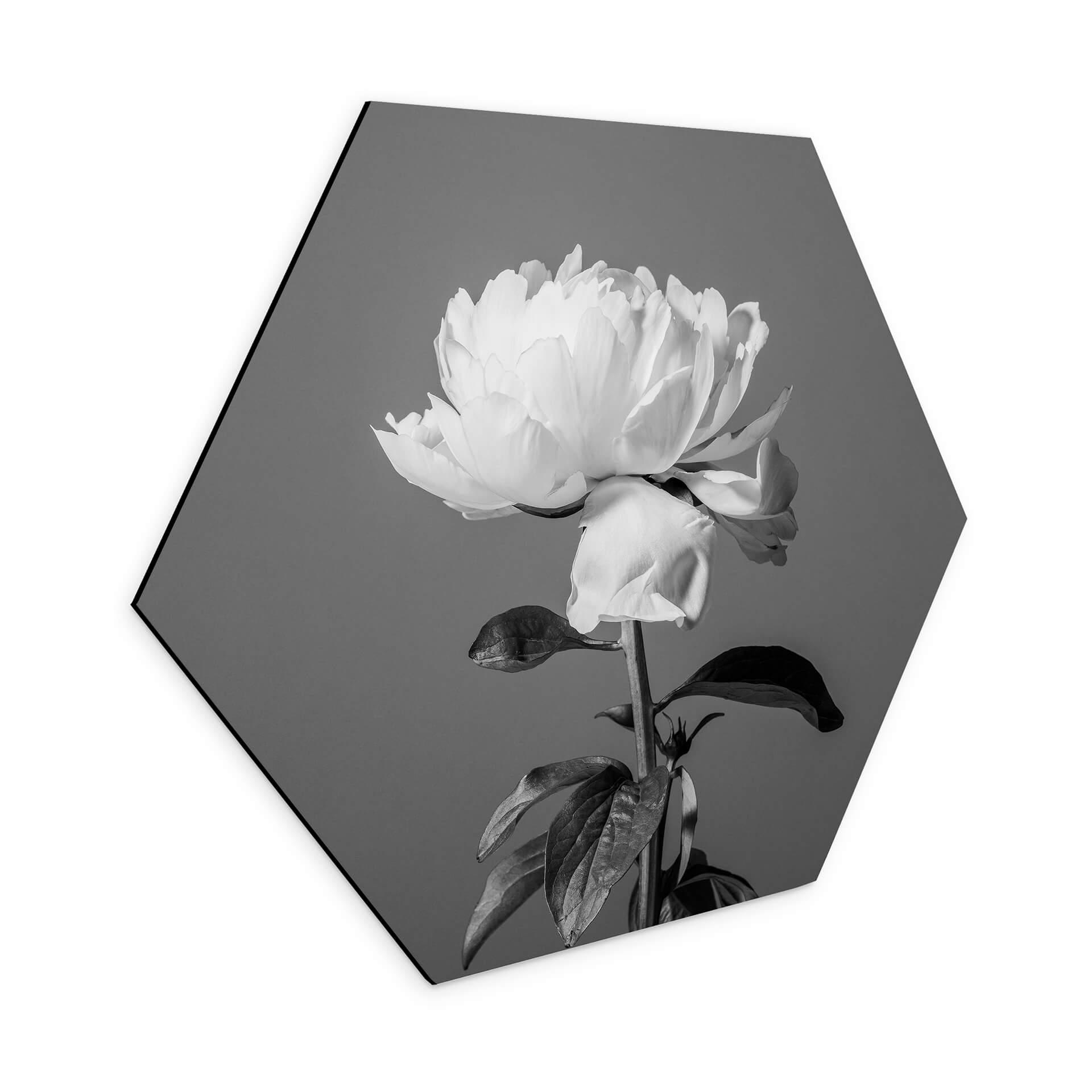 Hexagone - alu-Dibond 1X Studio - Pivoine noir et blanc