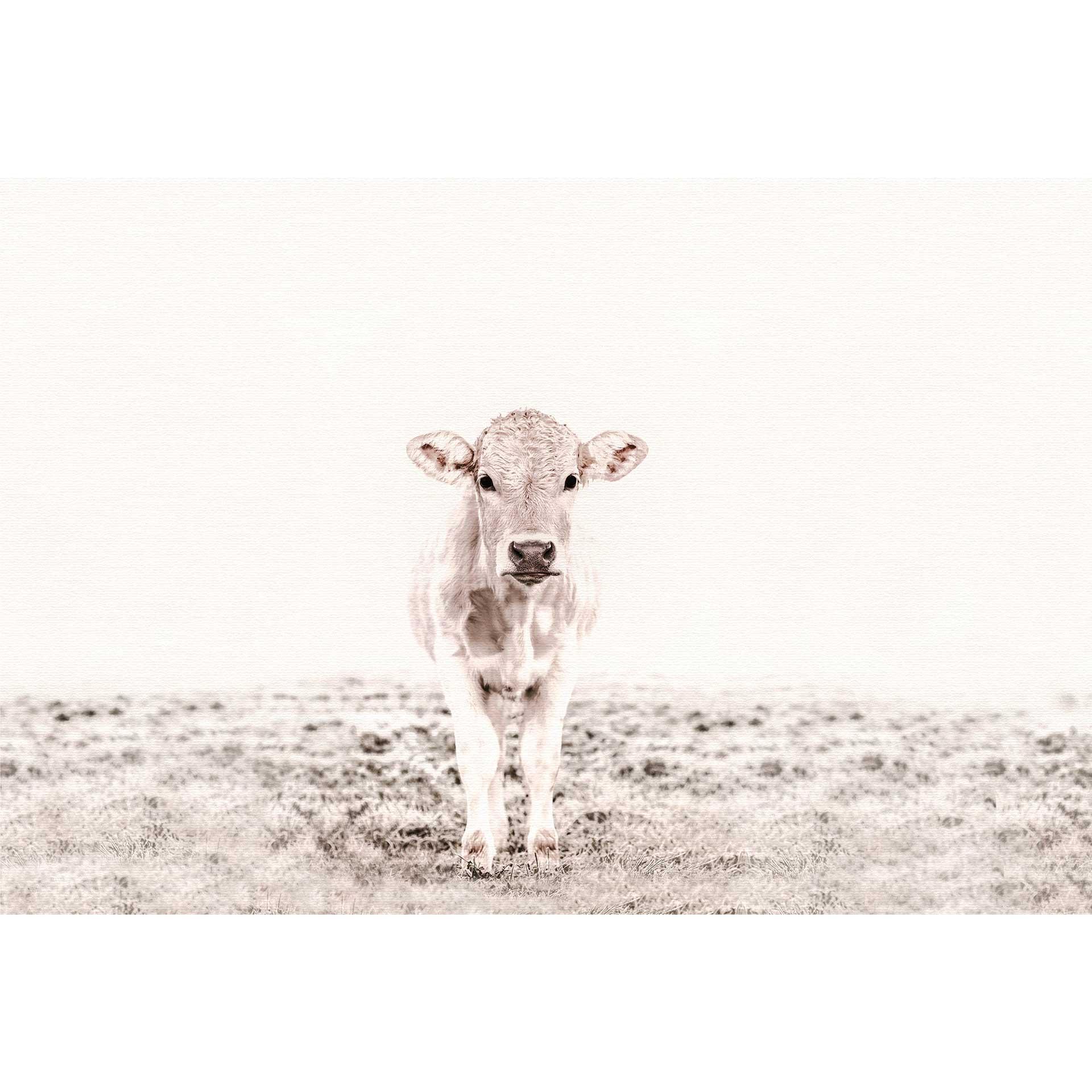 Livingwalls papier peint photo ARTist Highland Cattle