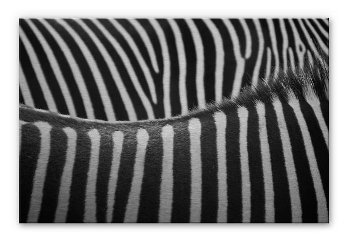 Zebra print på aluminium – print på aluminium (Alu-Dibond)