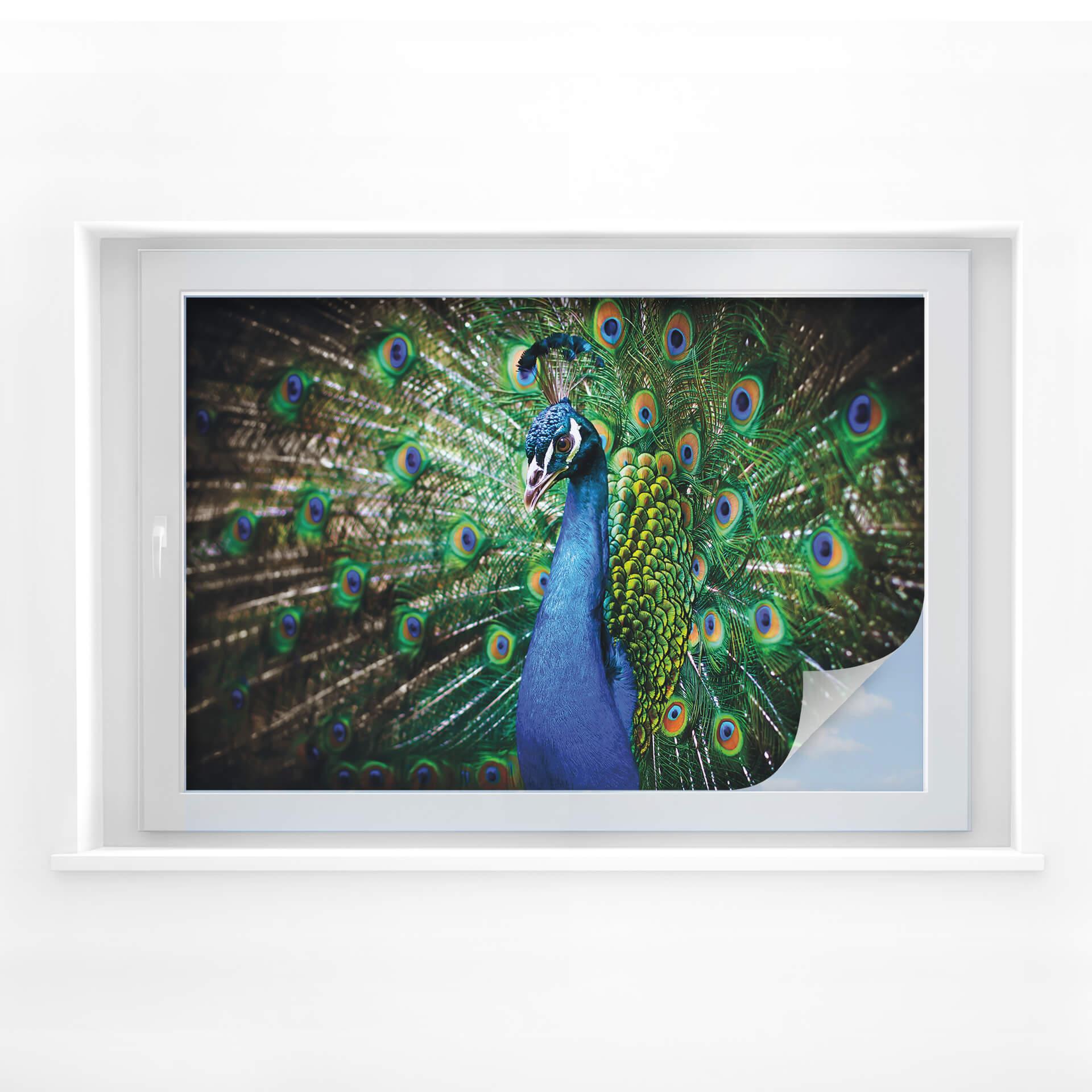 Film occultant - Beautiful Peacock