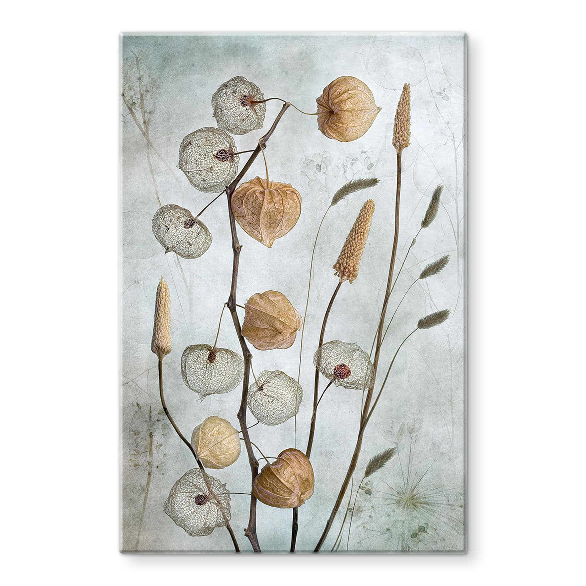 Glasbillede - Tørrede lanterneblomster - Disher