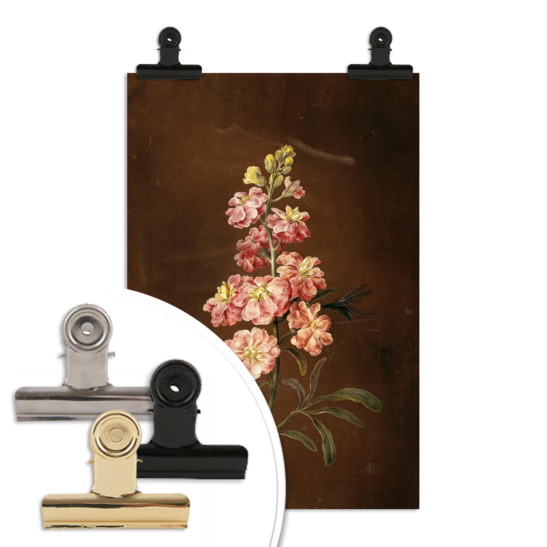 Poster Dietzsch - Una violaciocca rosa da giardino