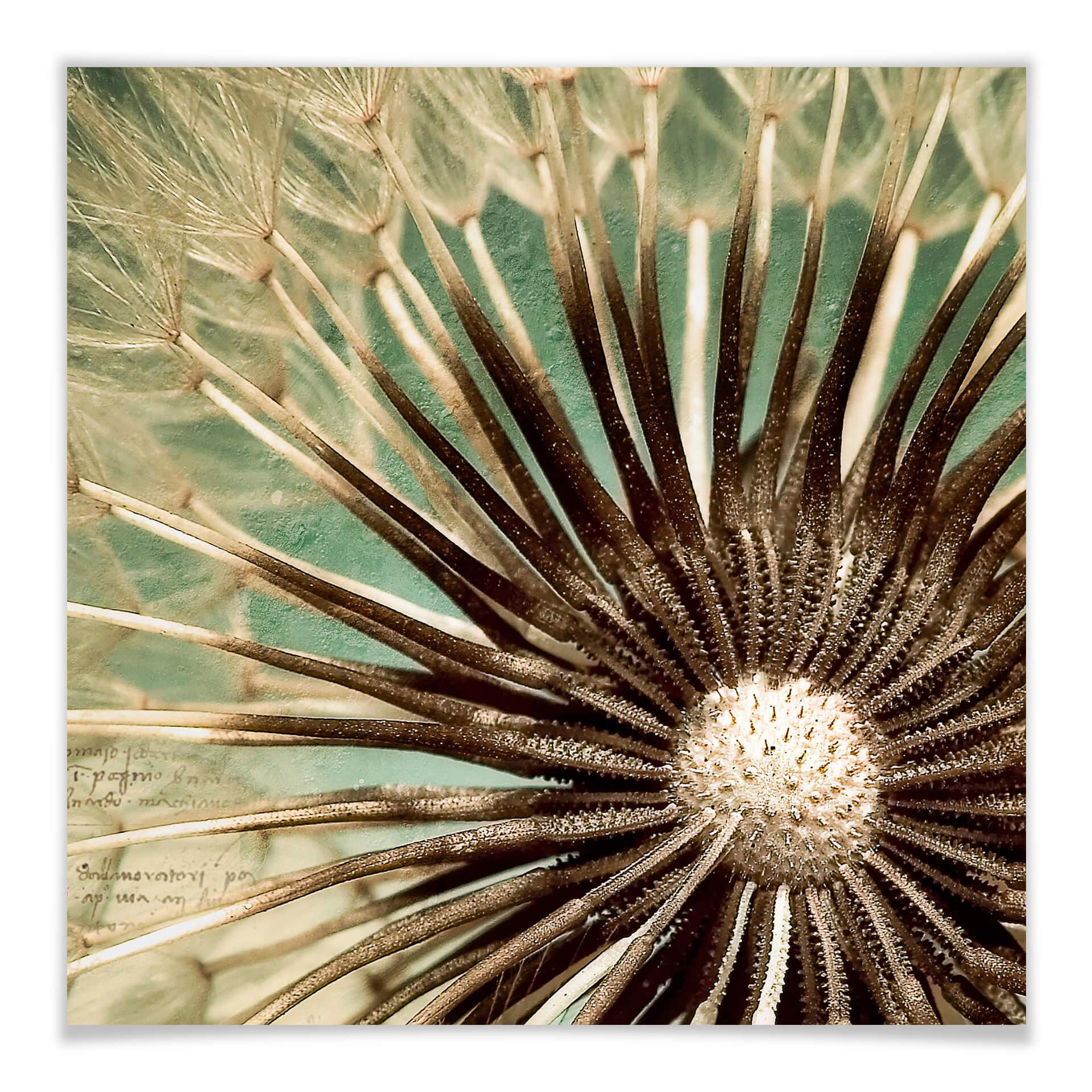 Póster Diente de león Poesía - cuadrado