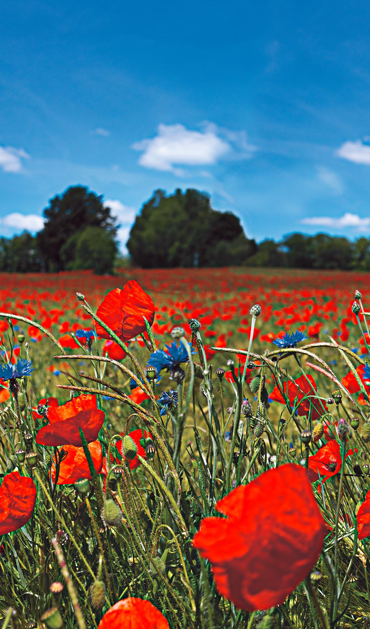 Bloemenweide en blauwe lucht behang Rood, Groen, Bloemig 2.70 x 1.59 m