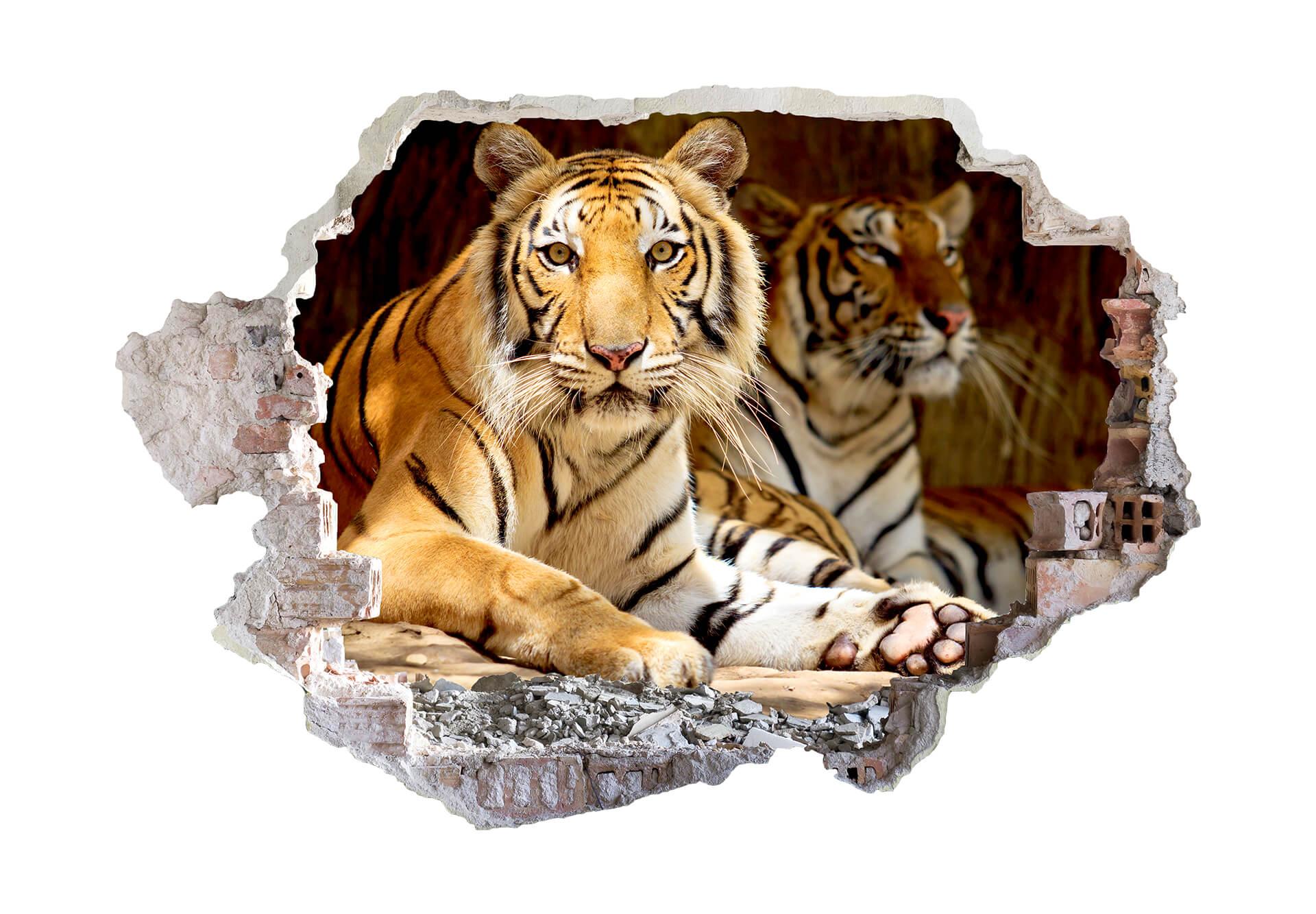 3D Wallsticker To kongelige bengalske tigre