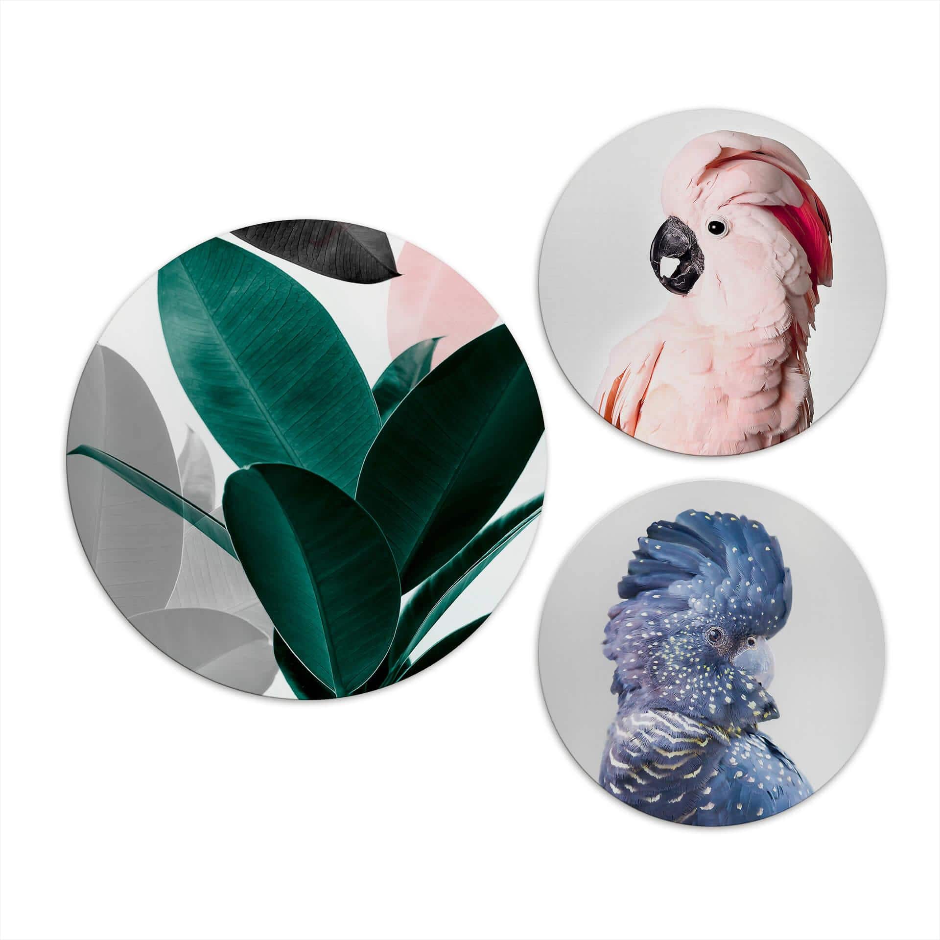 Alu-dibond tondo Sisi & Seb - Cacatua set